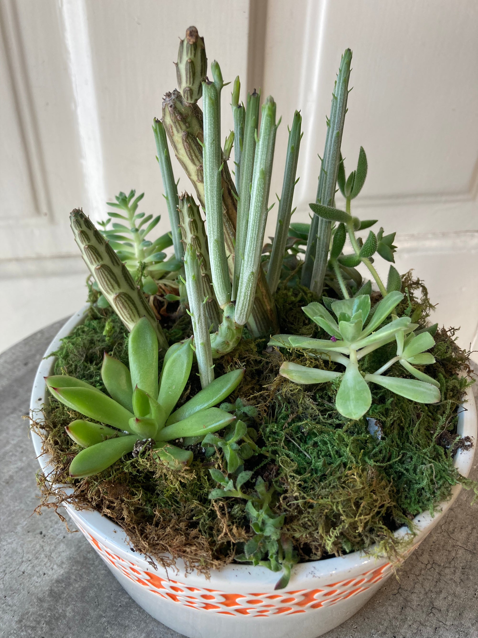 succulent dish garden