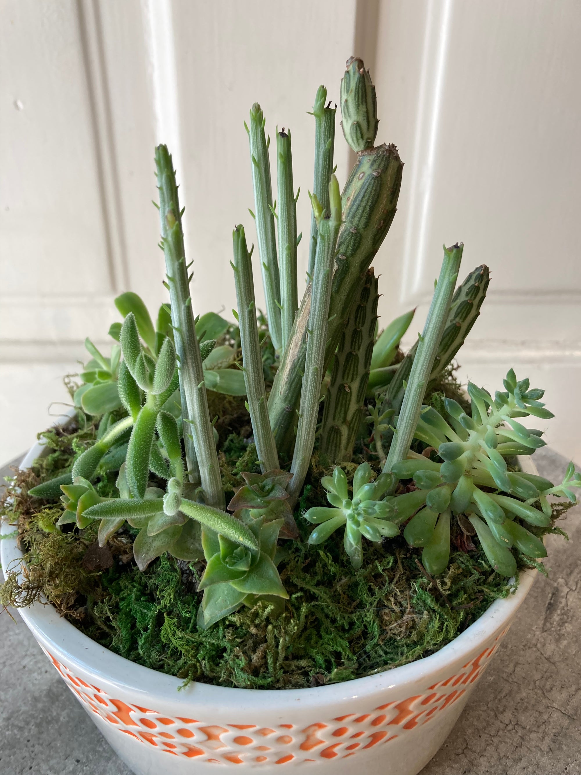 succulent dish garden