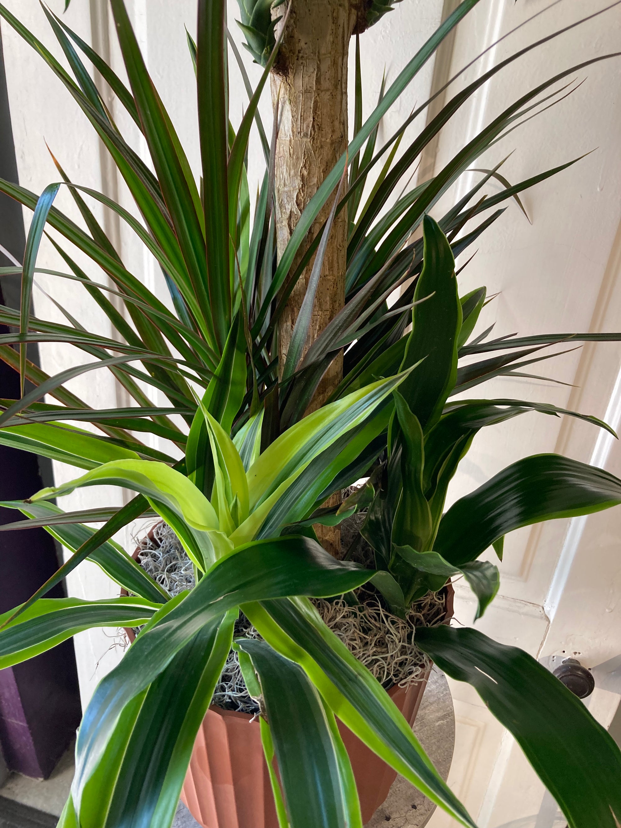 dracaena planter