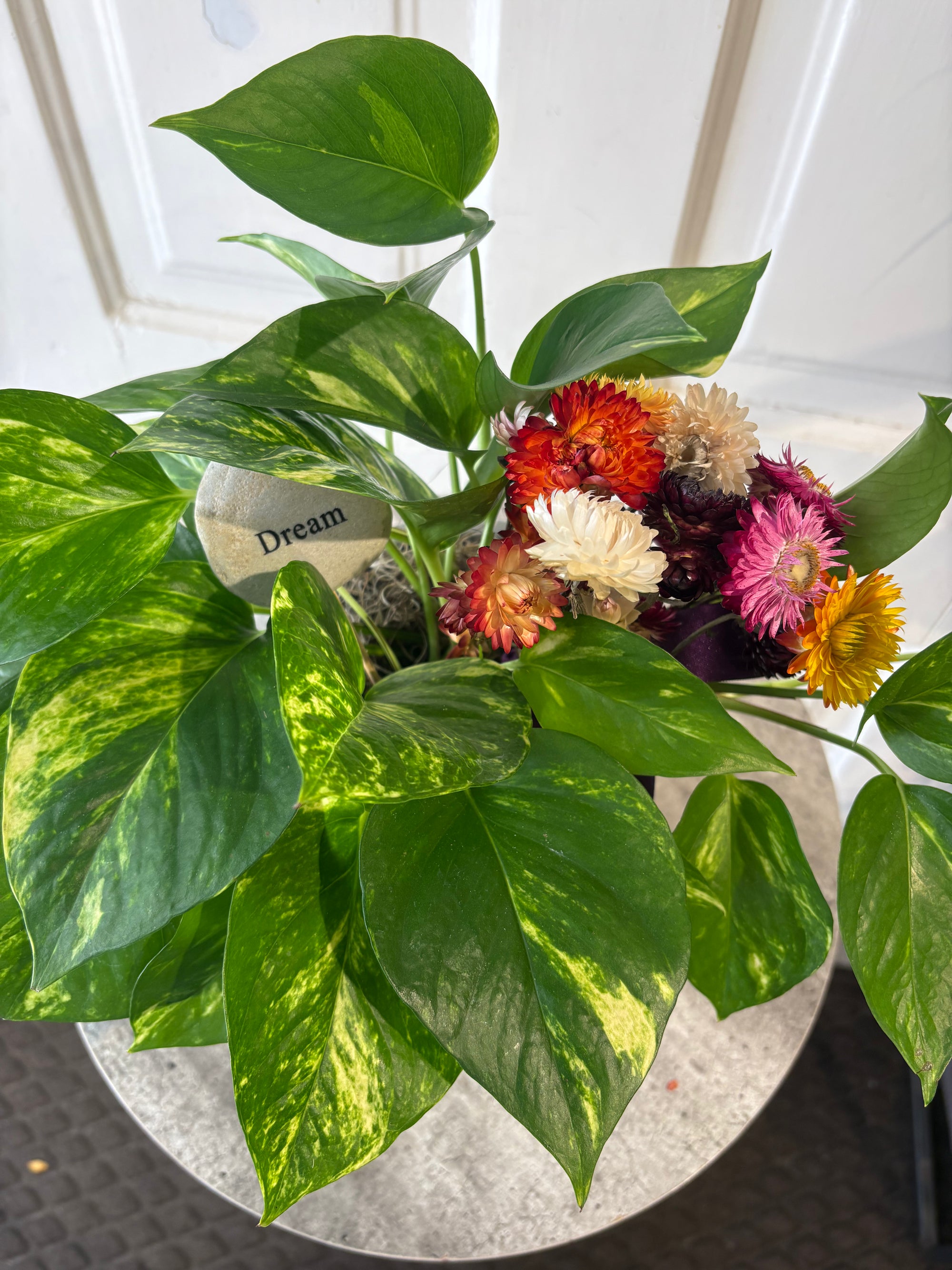 lemon pothos