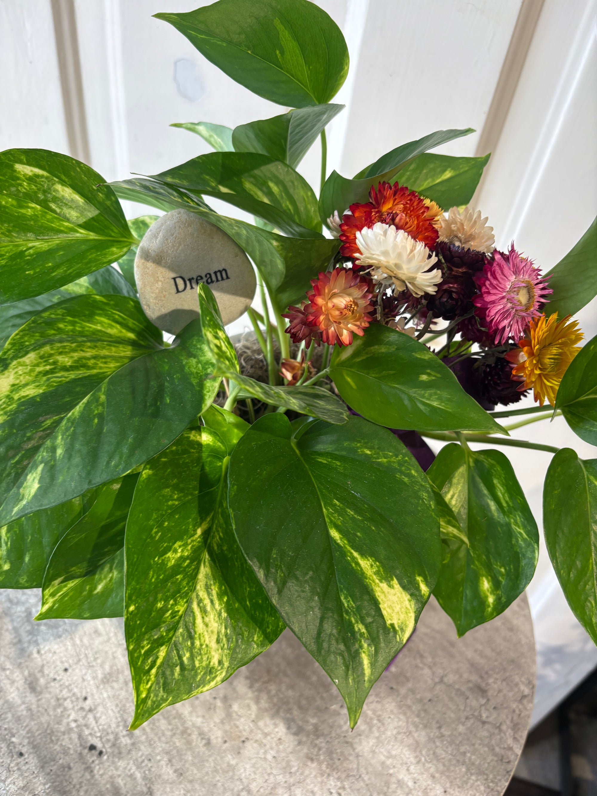 lemon pothos