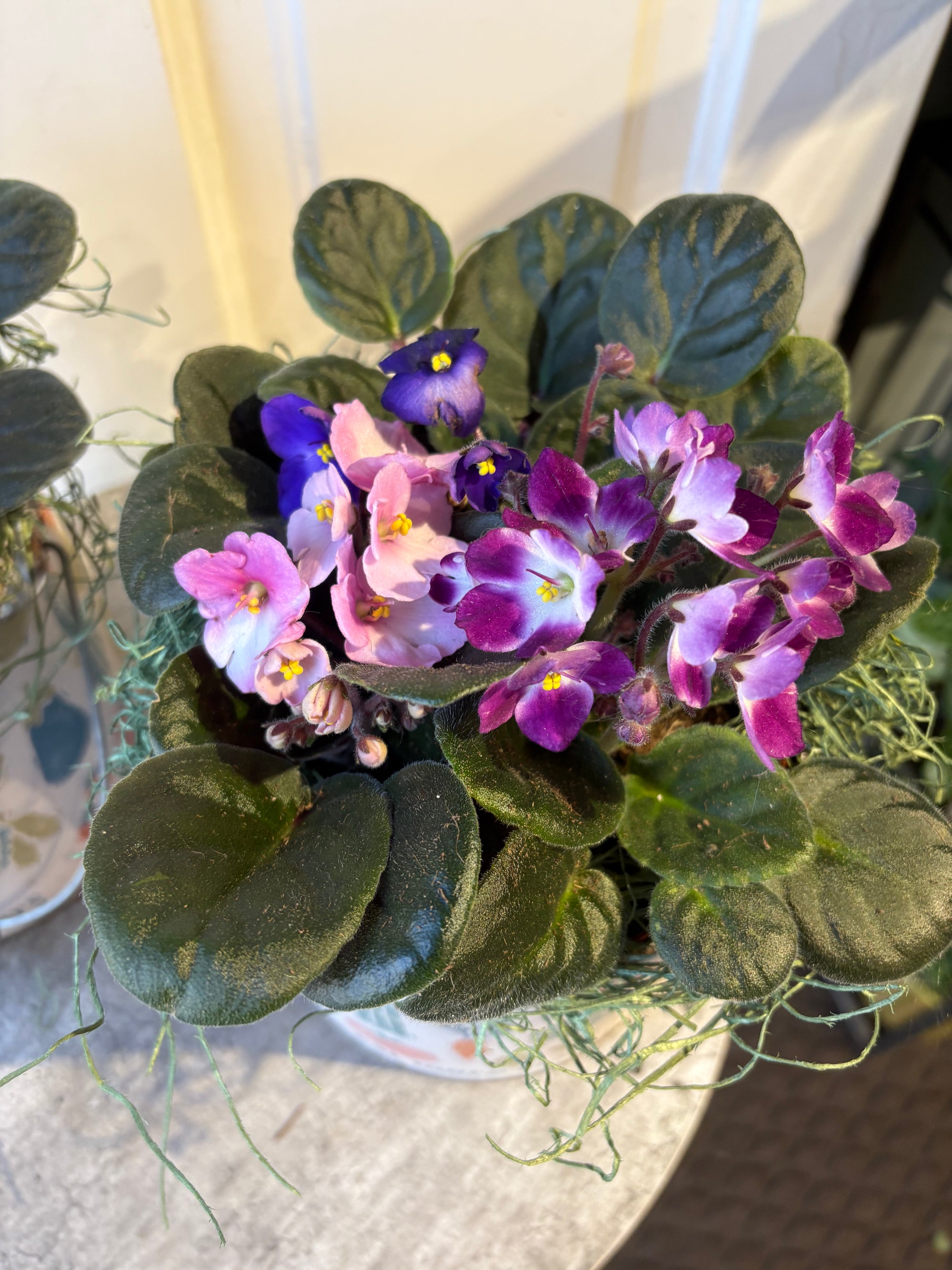 african violet