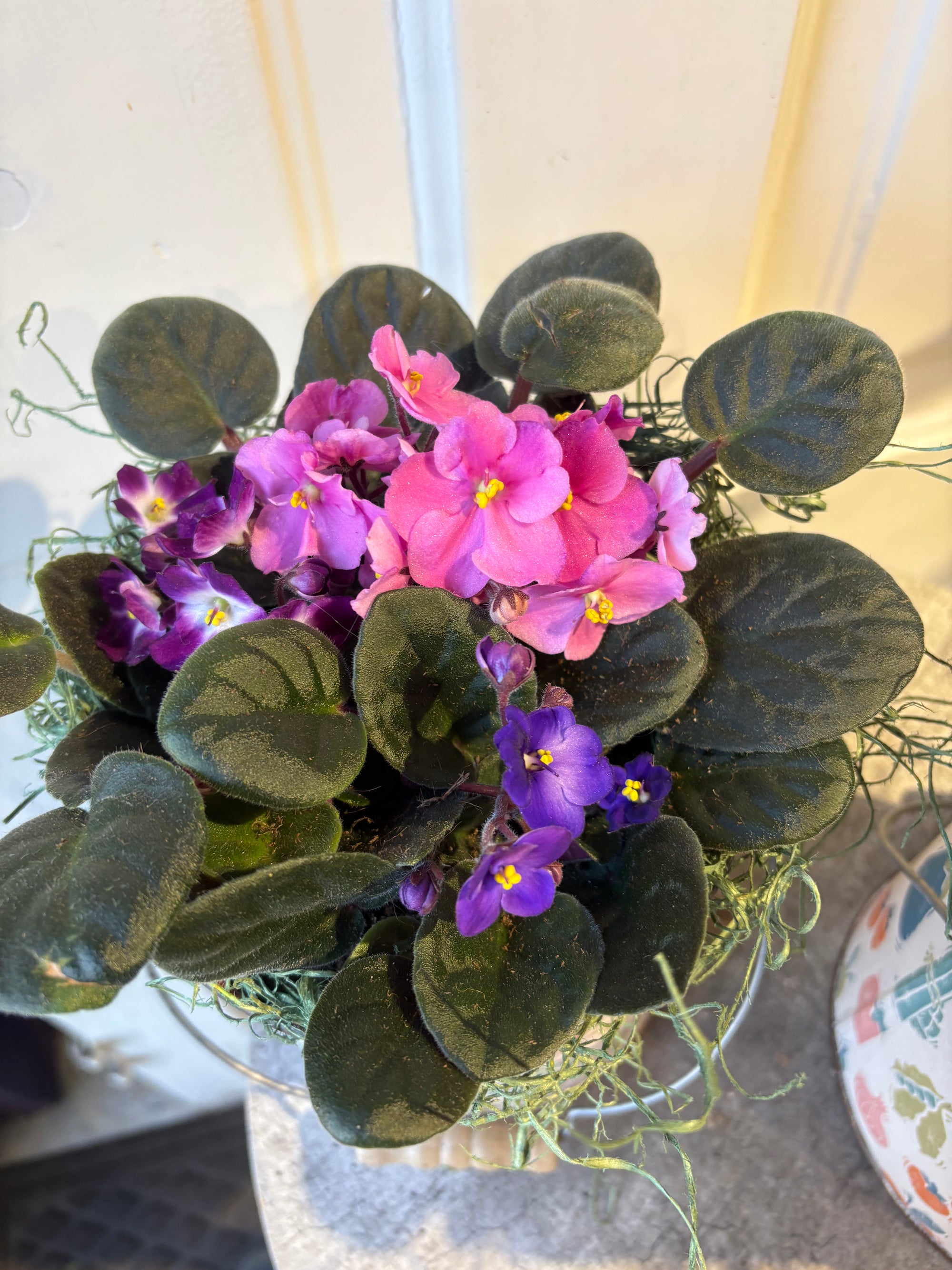 african violet