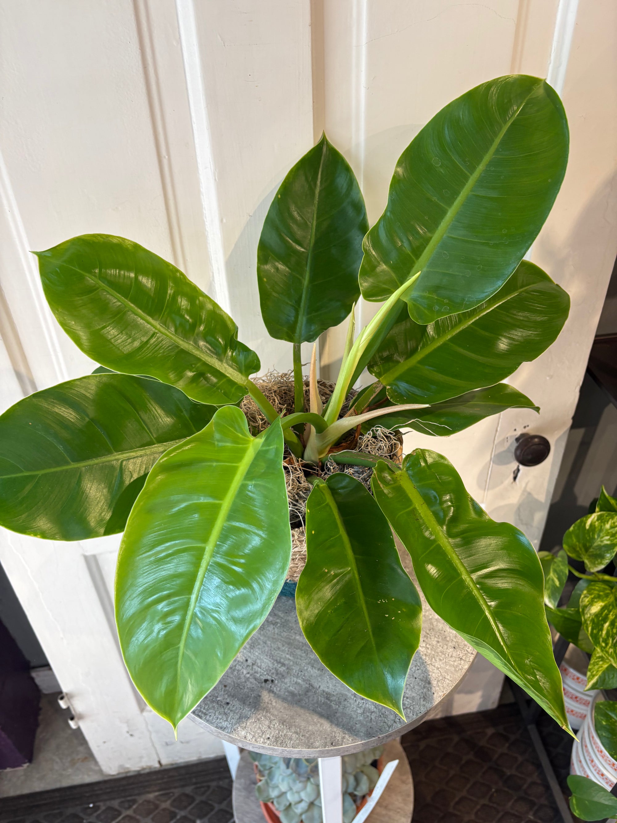 philodendron