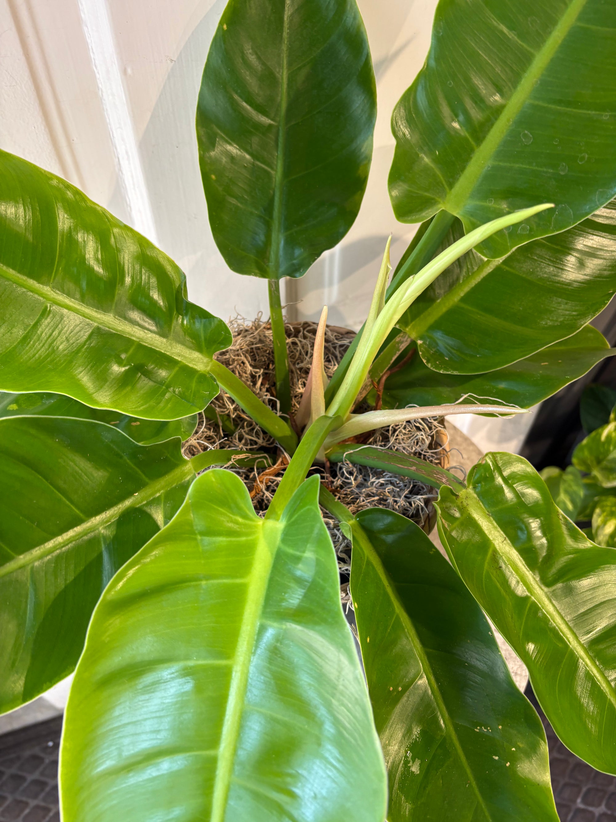 philodendron