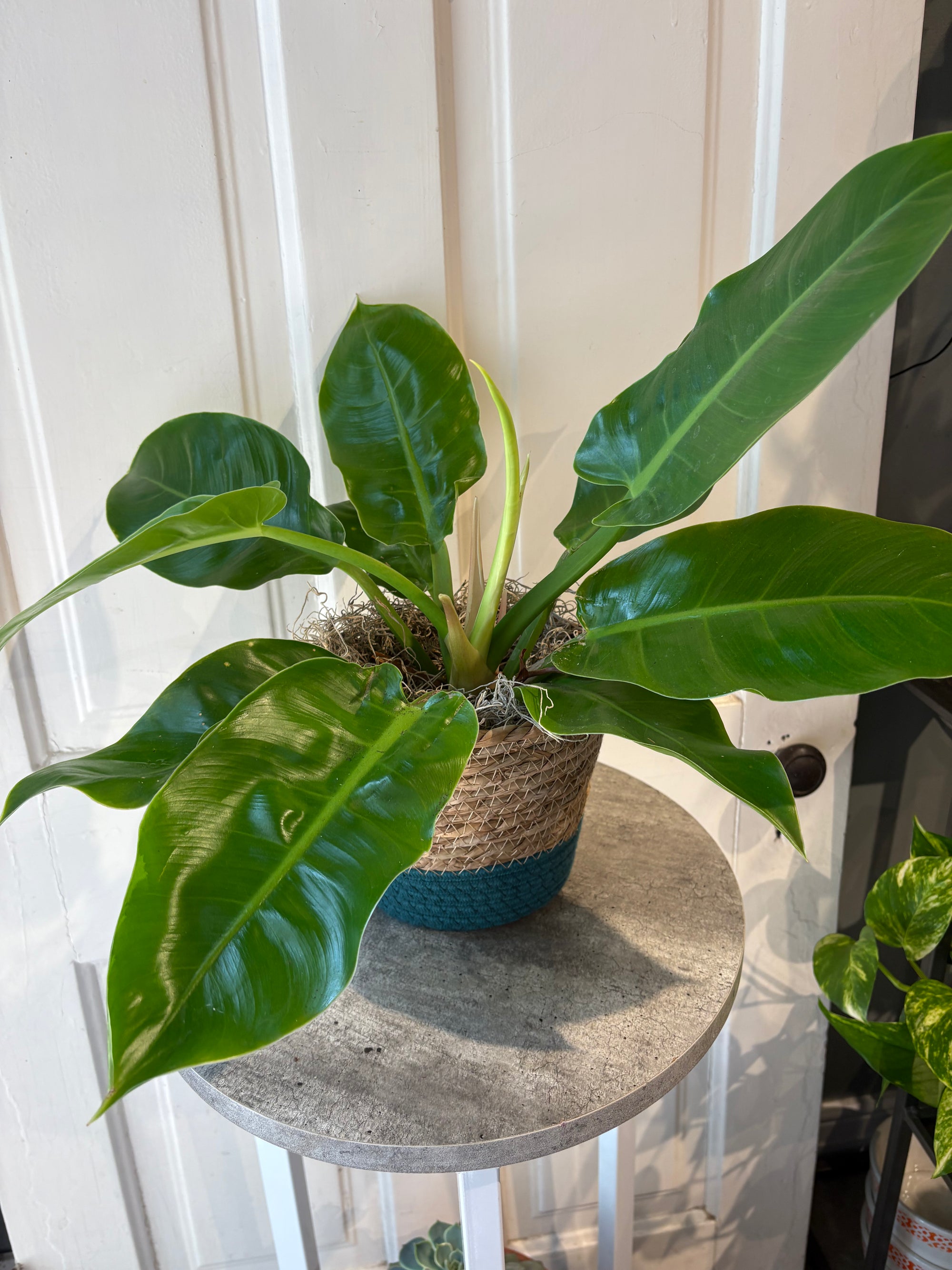 philodendron