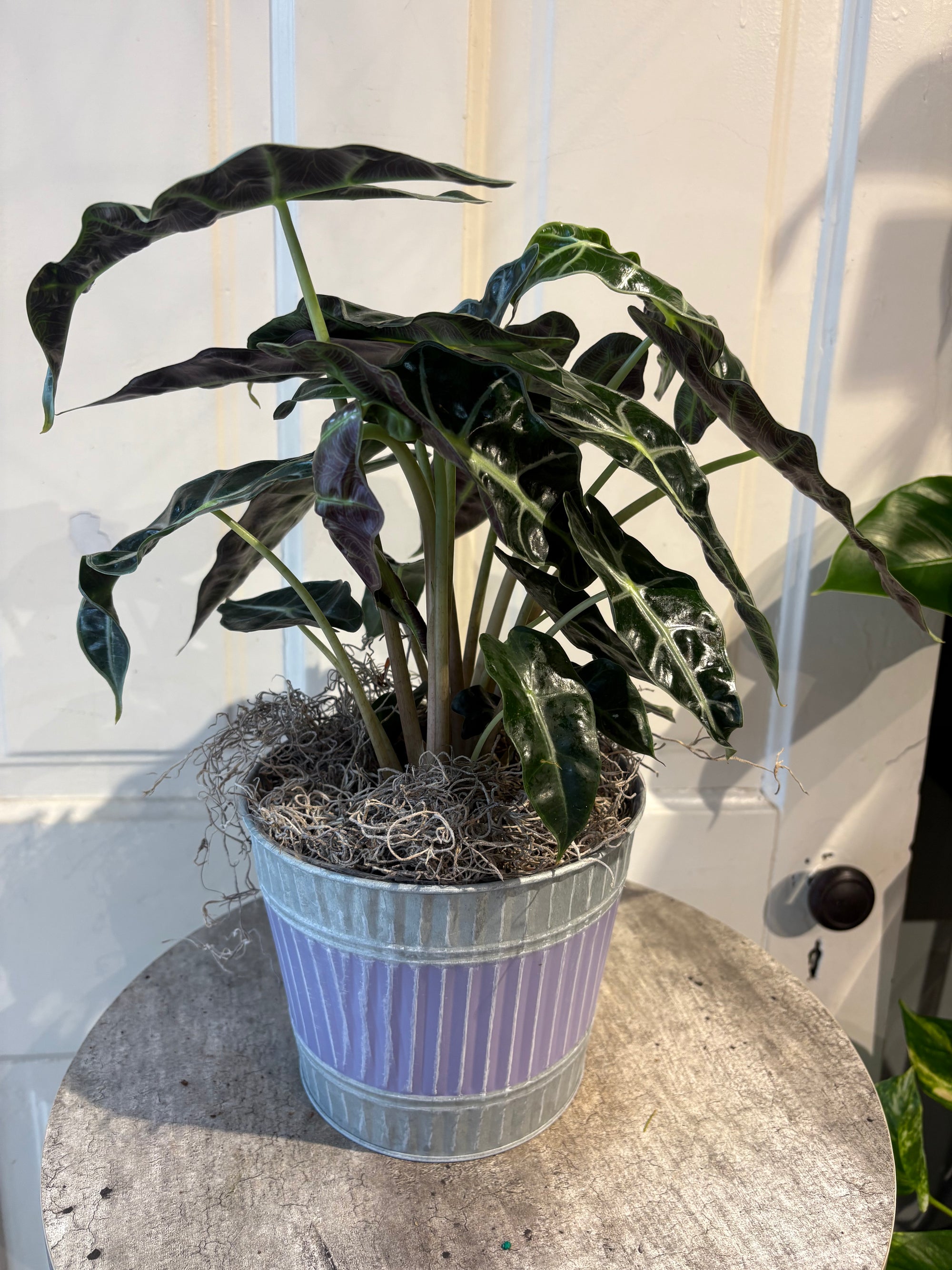 alocasia amazonica