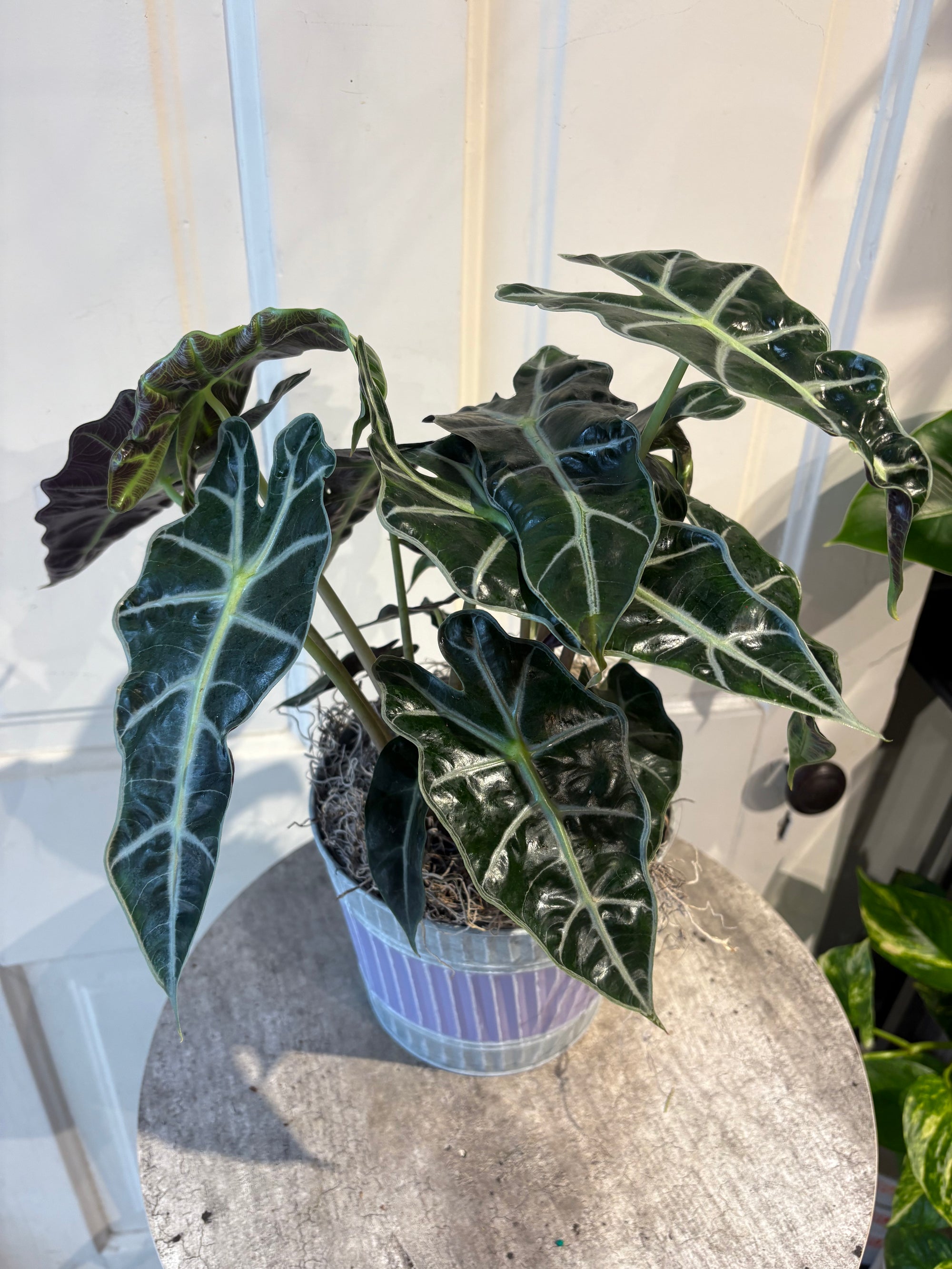 alocasia amazonica