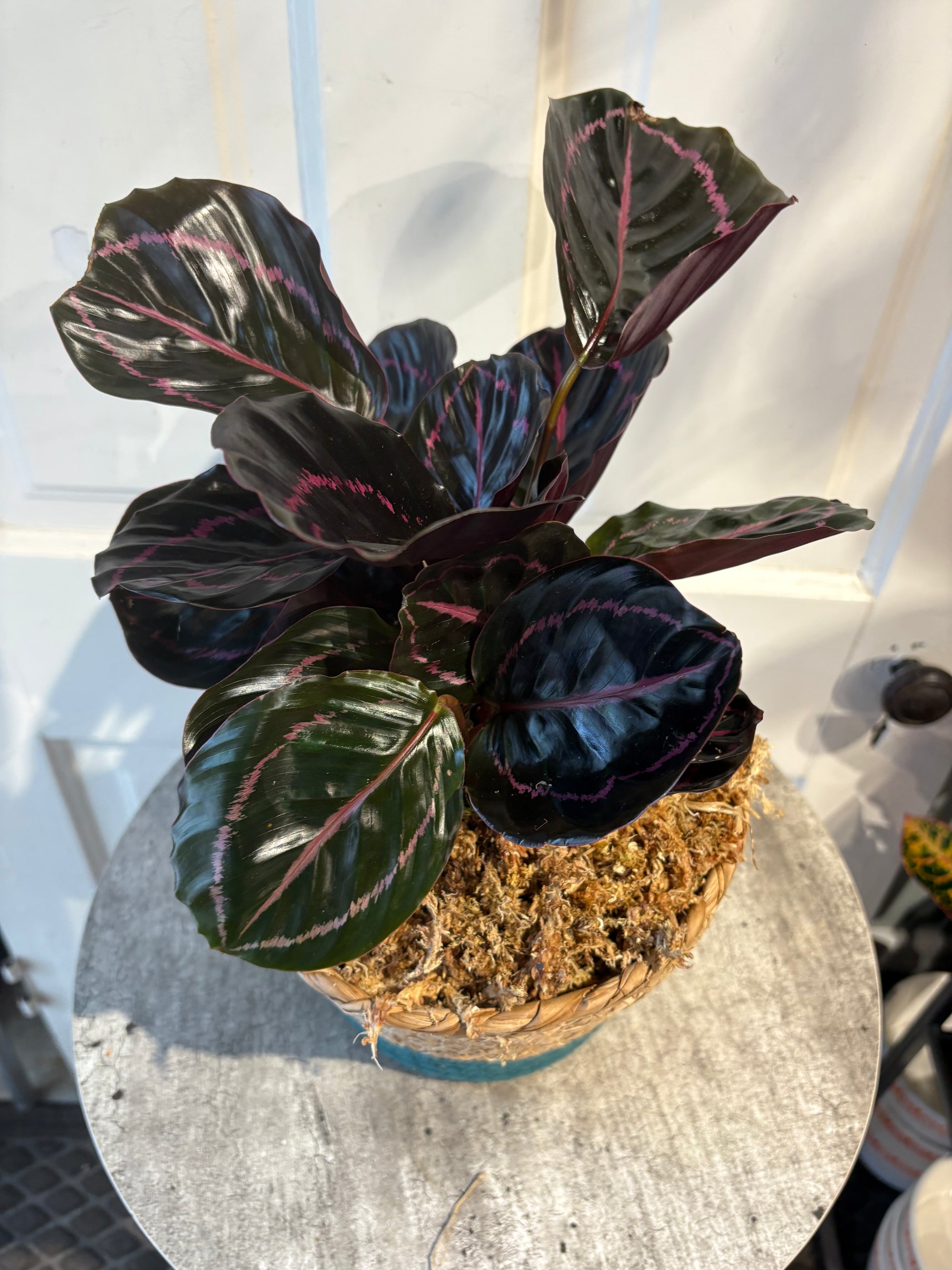 calathea