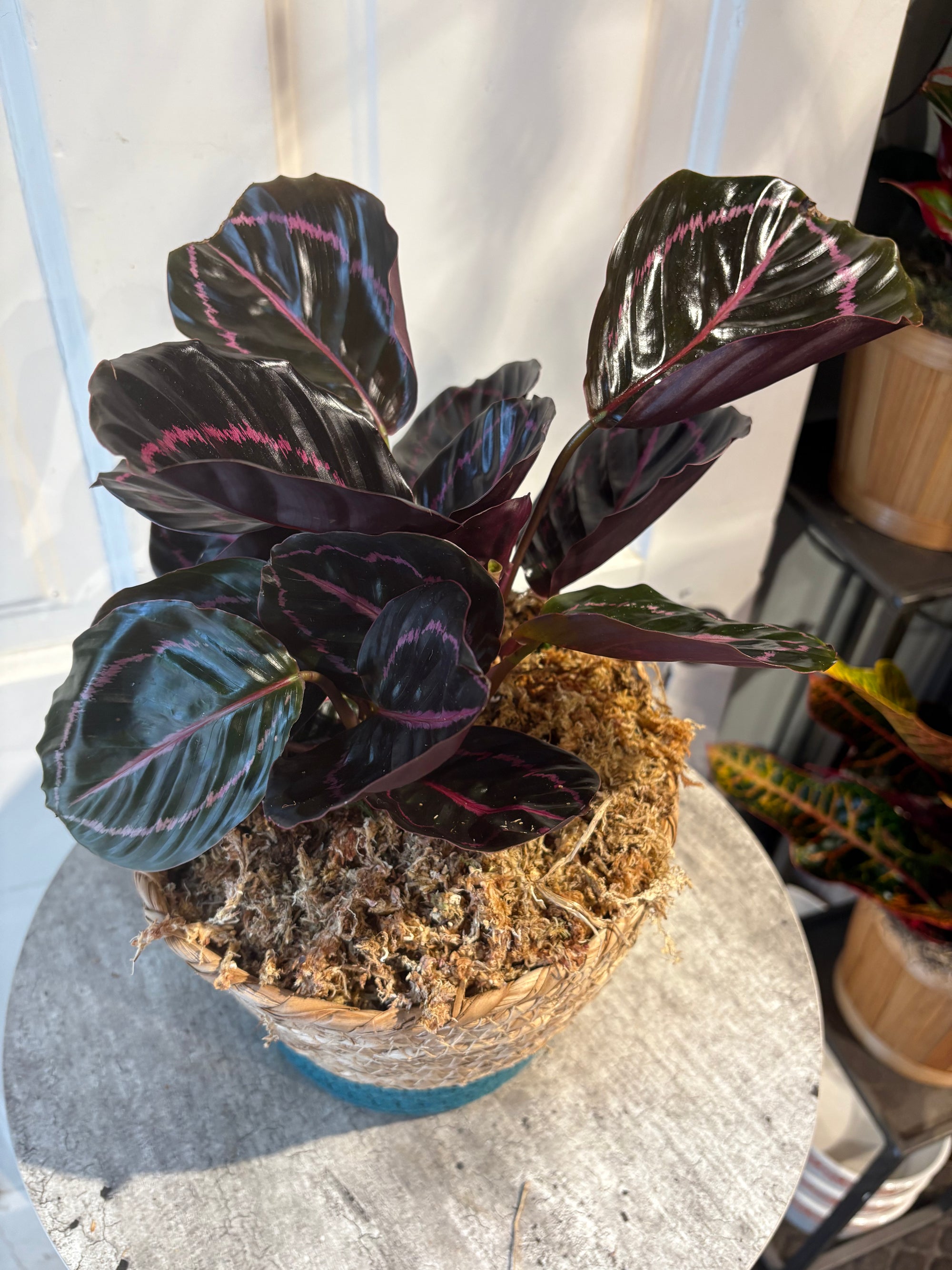 calathea