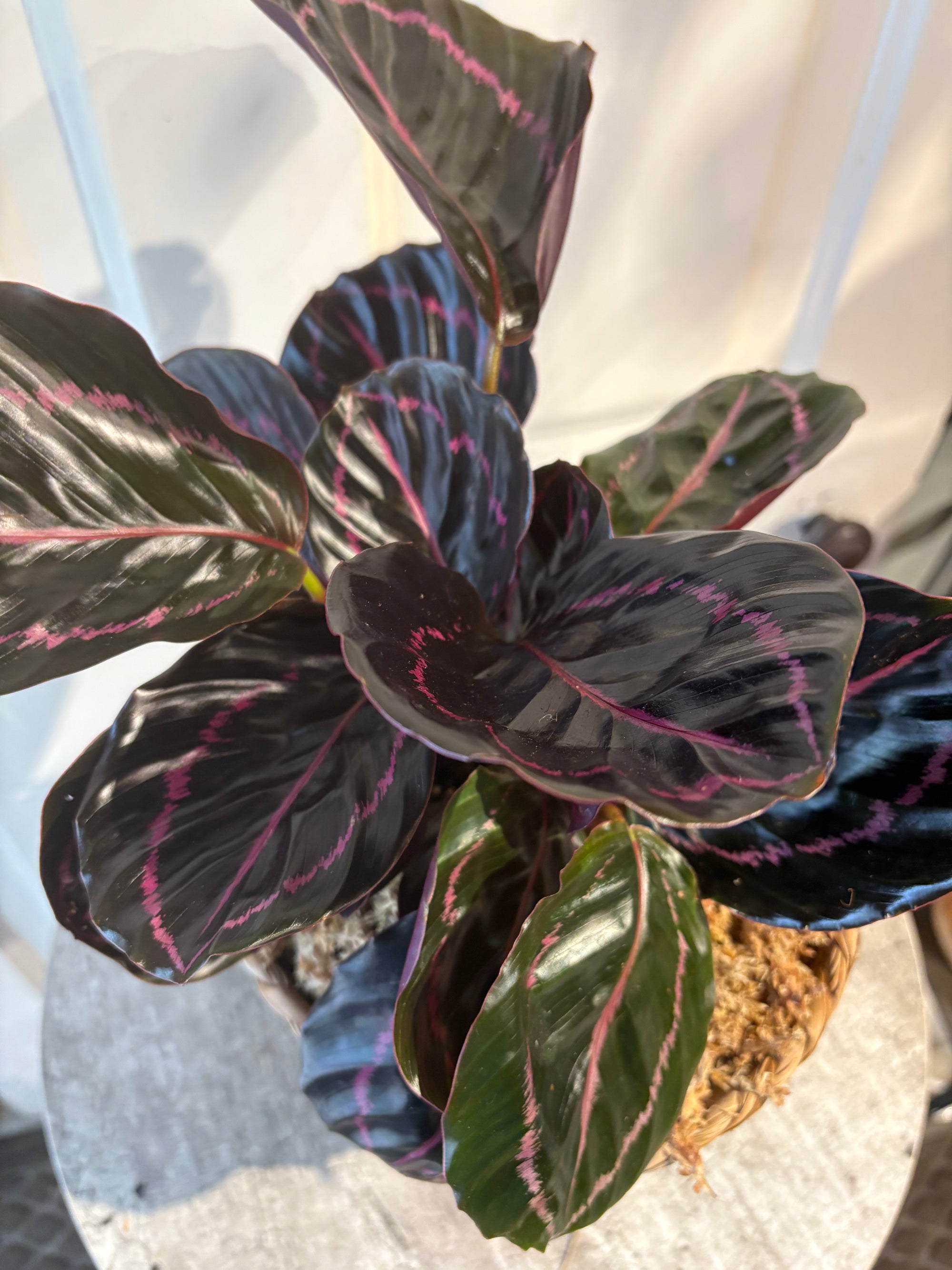 calathea
