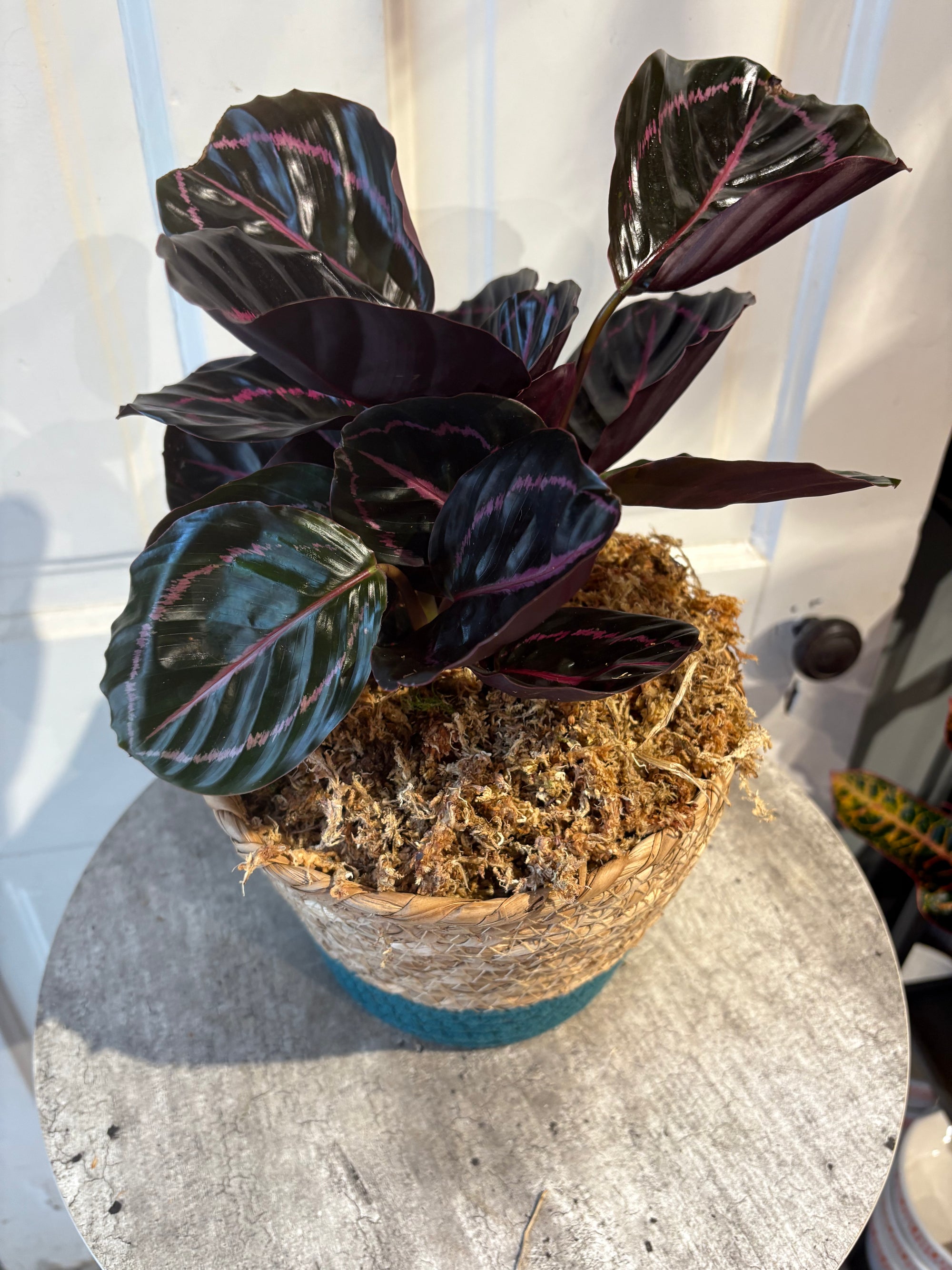 calathea