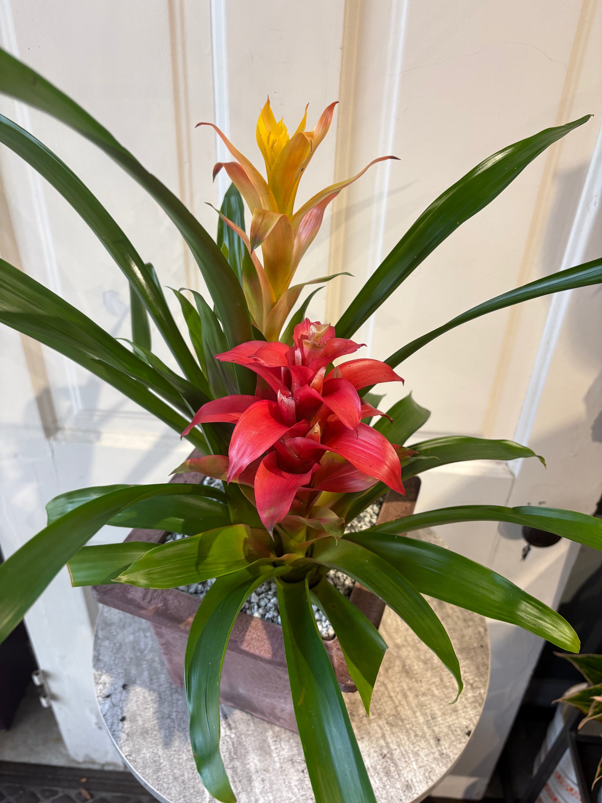 bromeliad garden