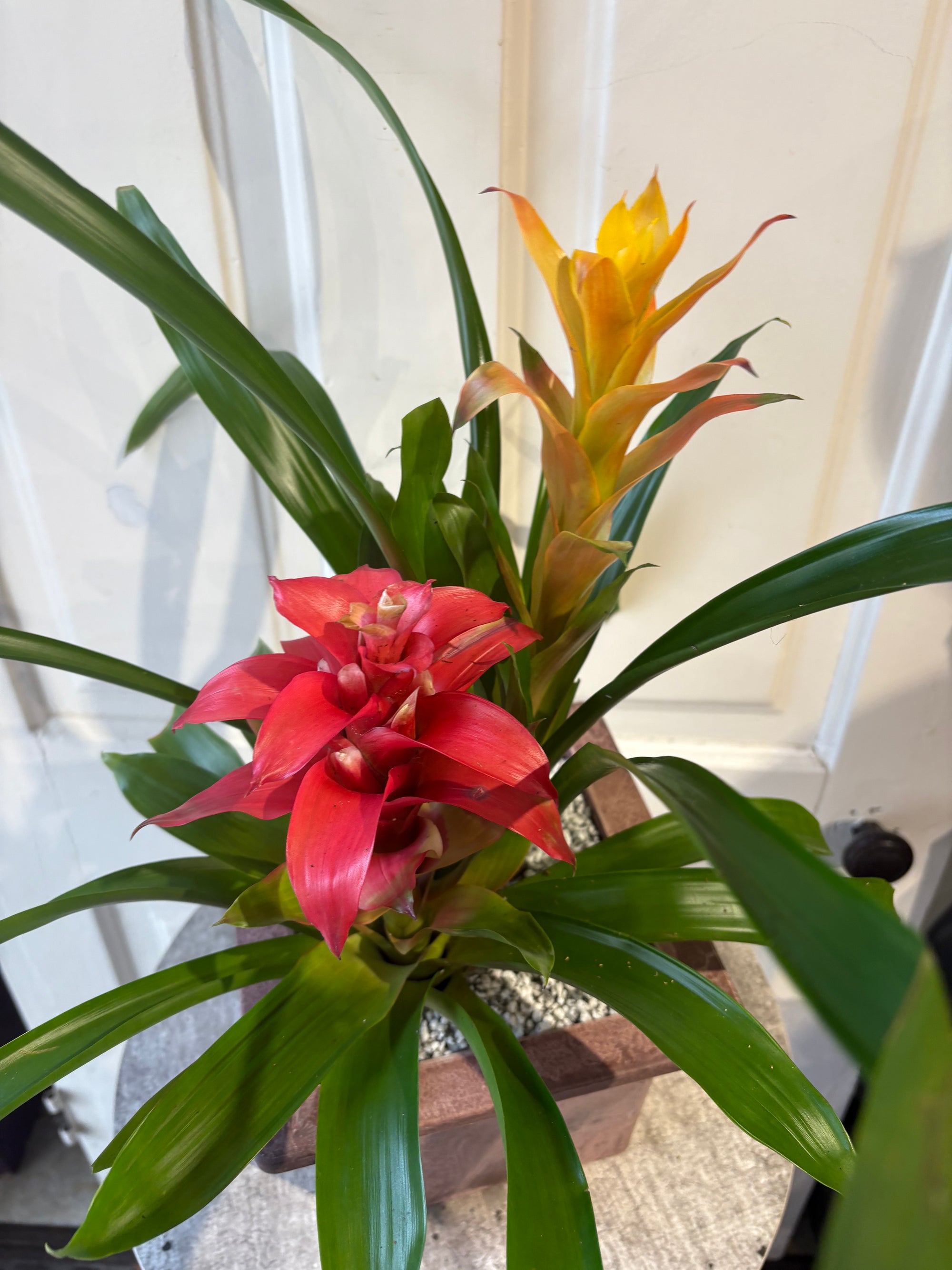 bromeliad garden