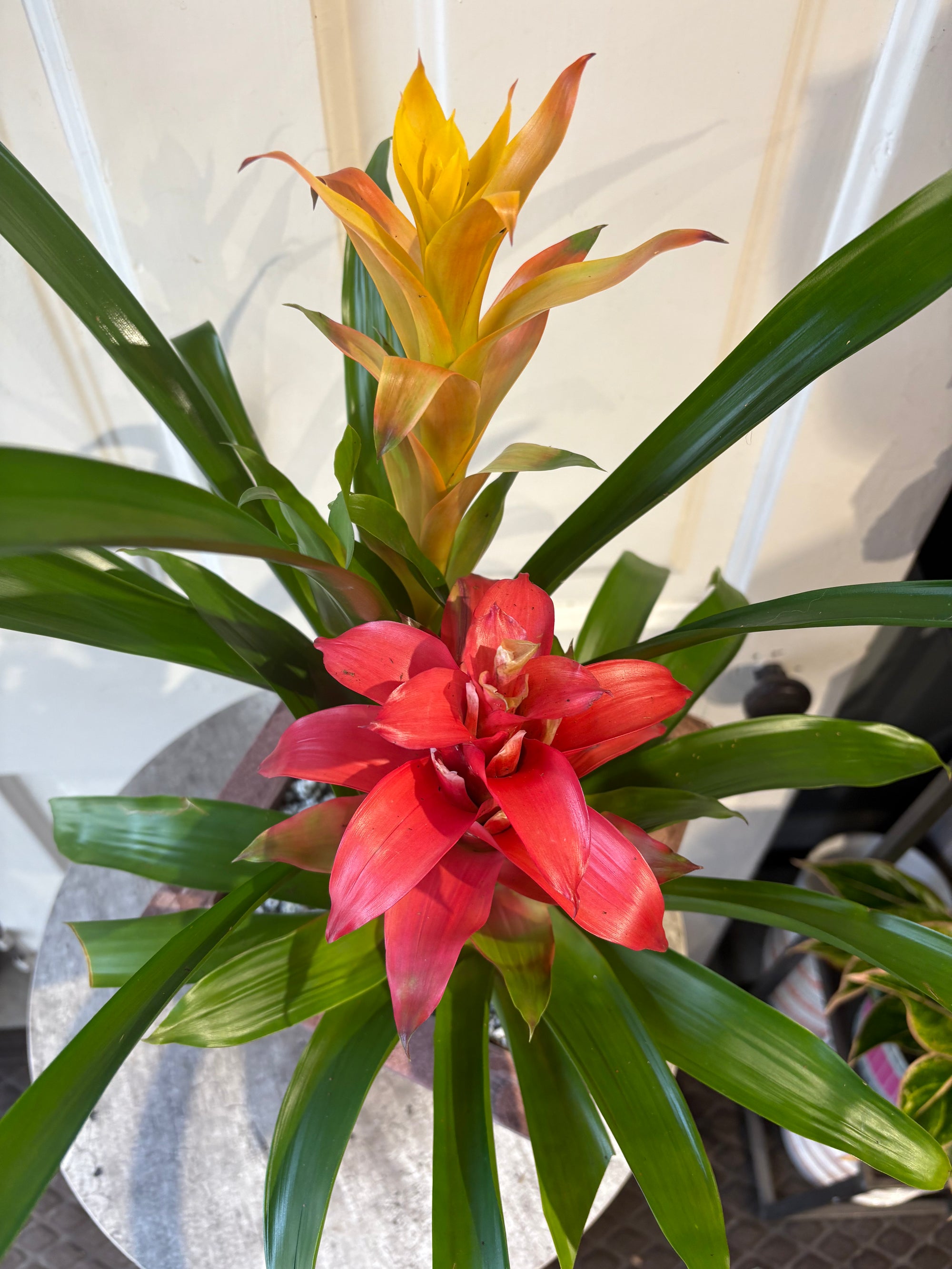 bromeliad garden