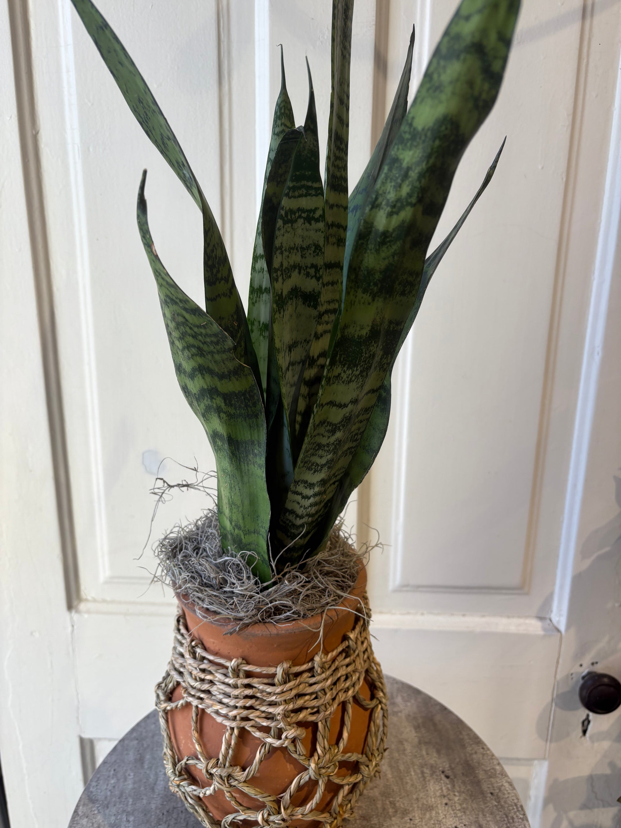 sansevieria