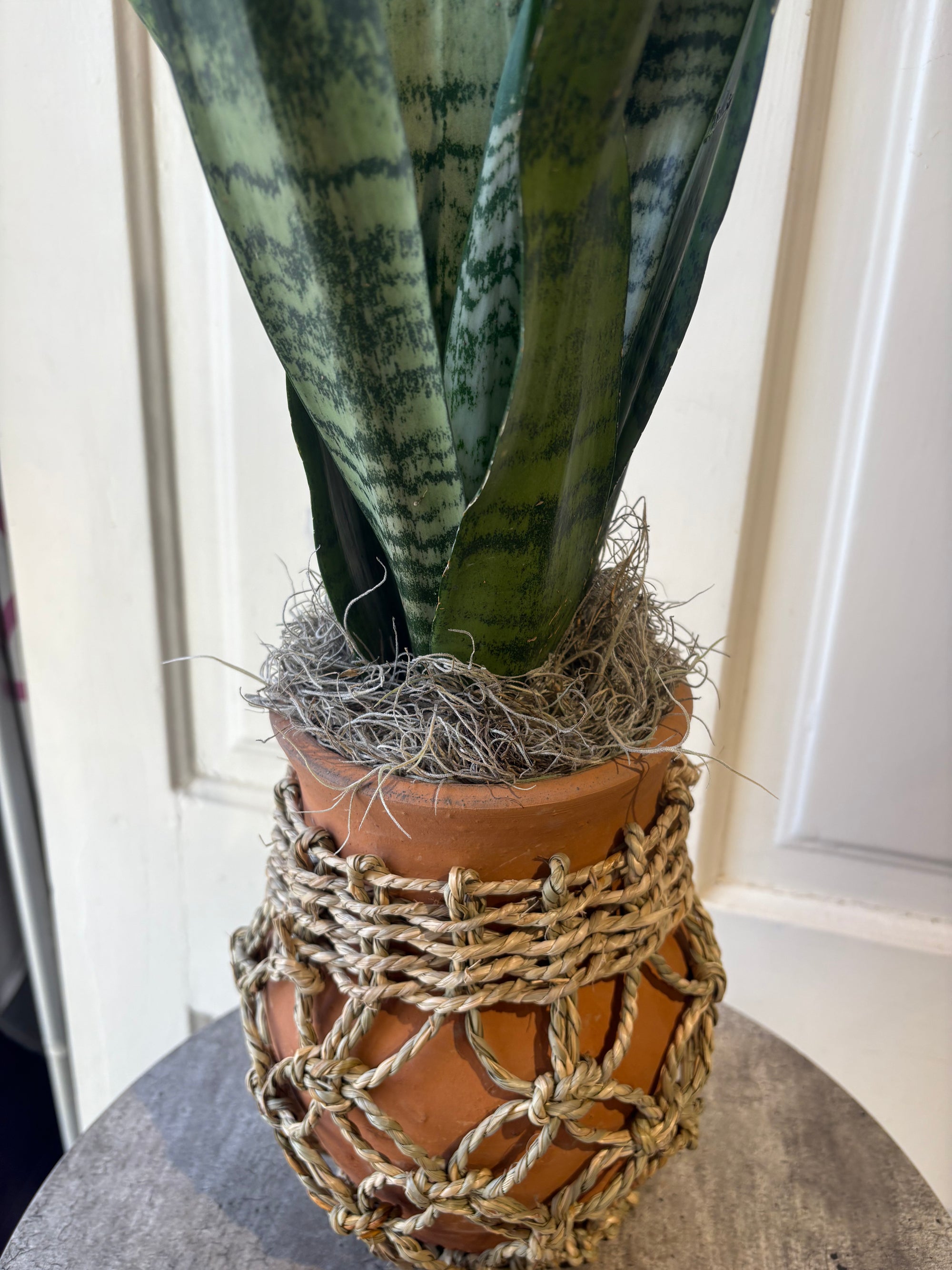 sansevieria
