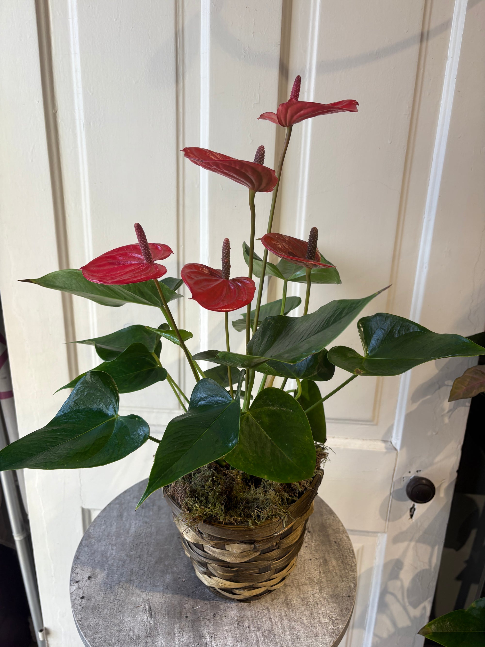 anthurium