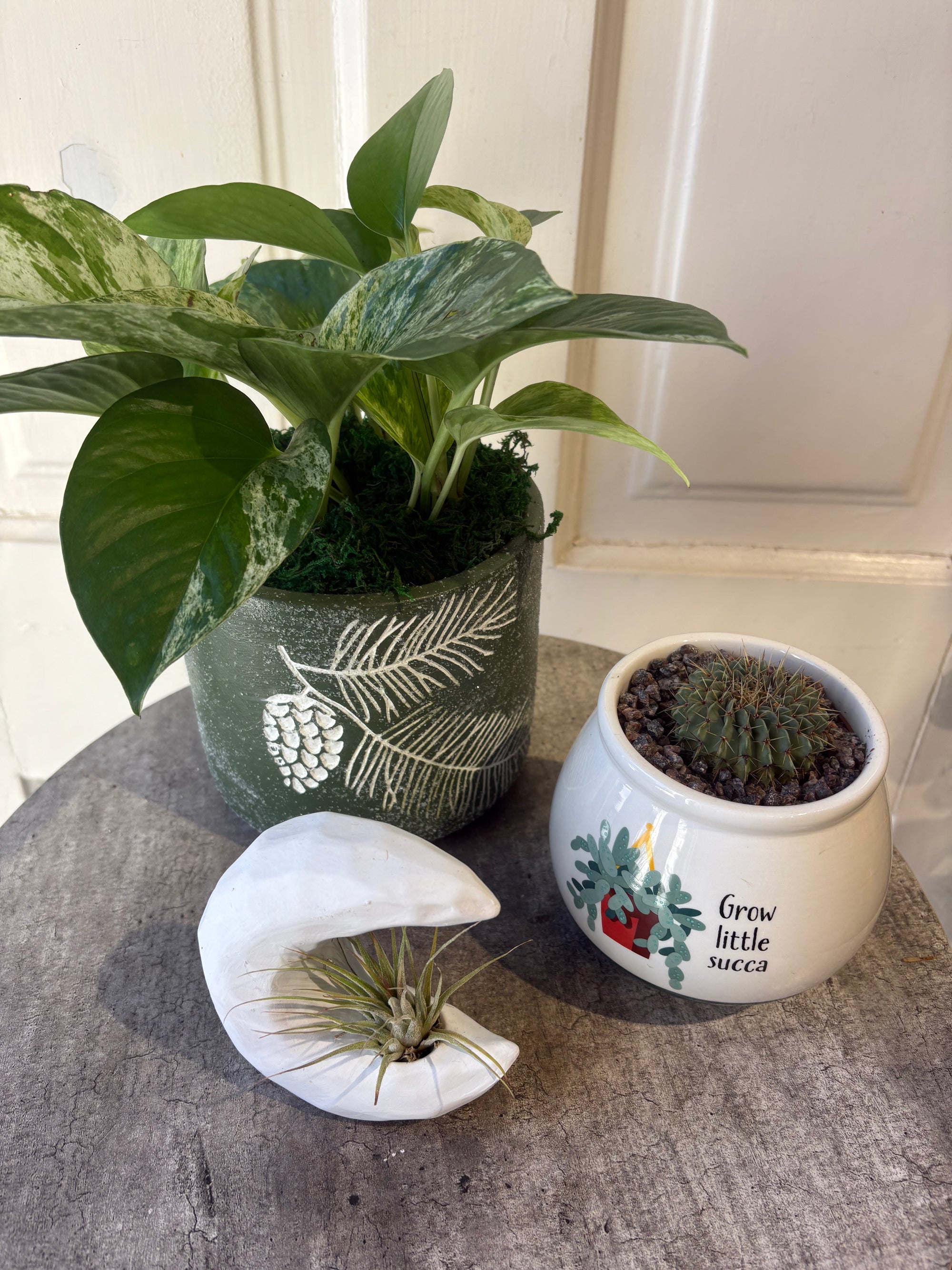 plant gift trio