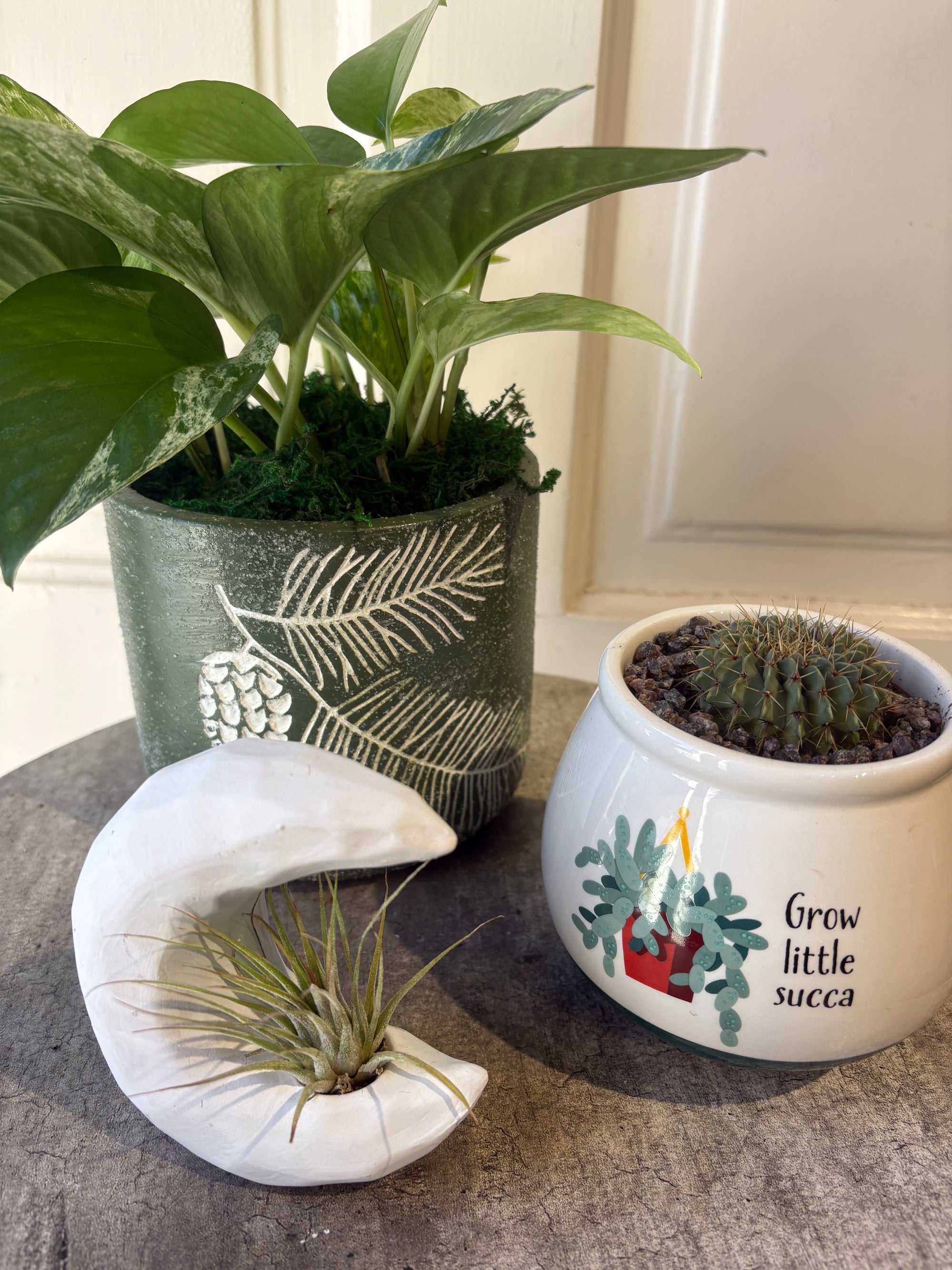 plant gift trio