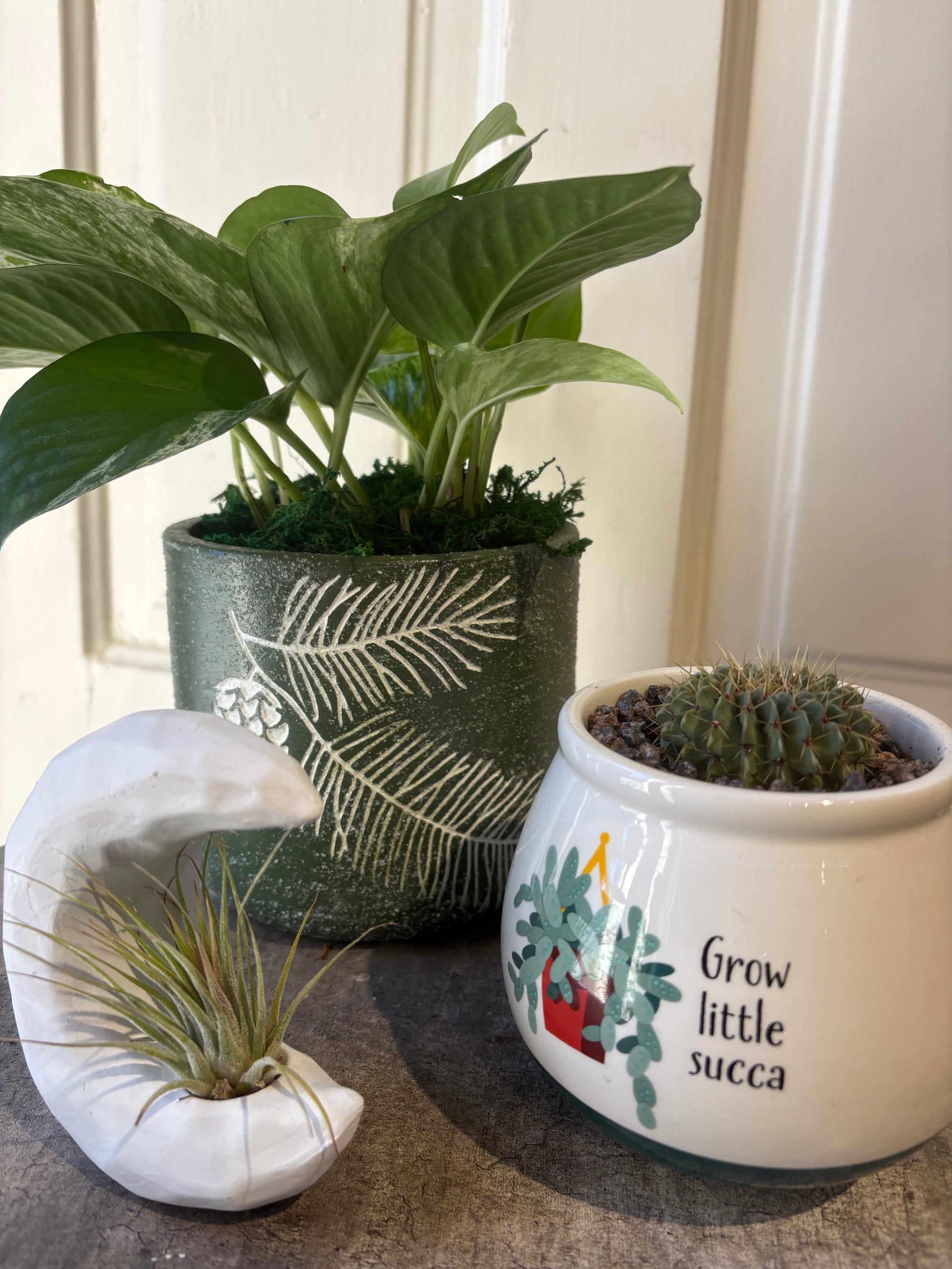plant gift trio