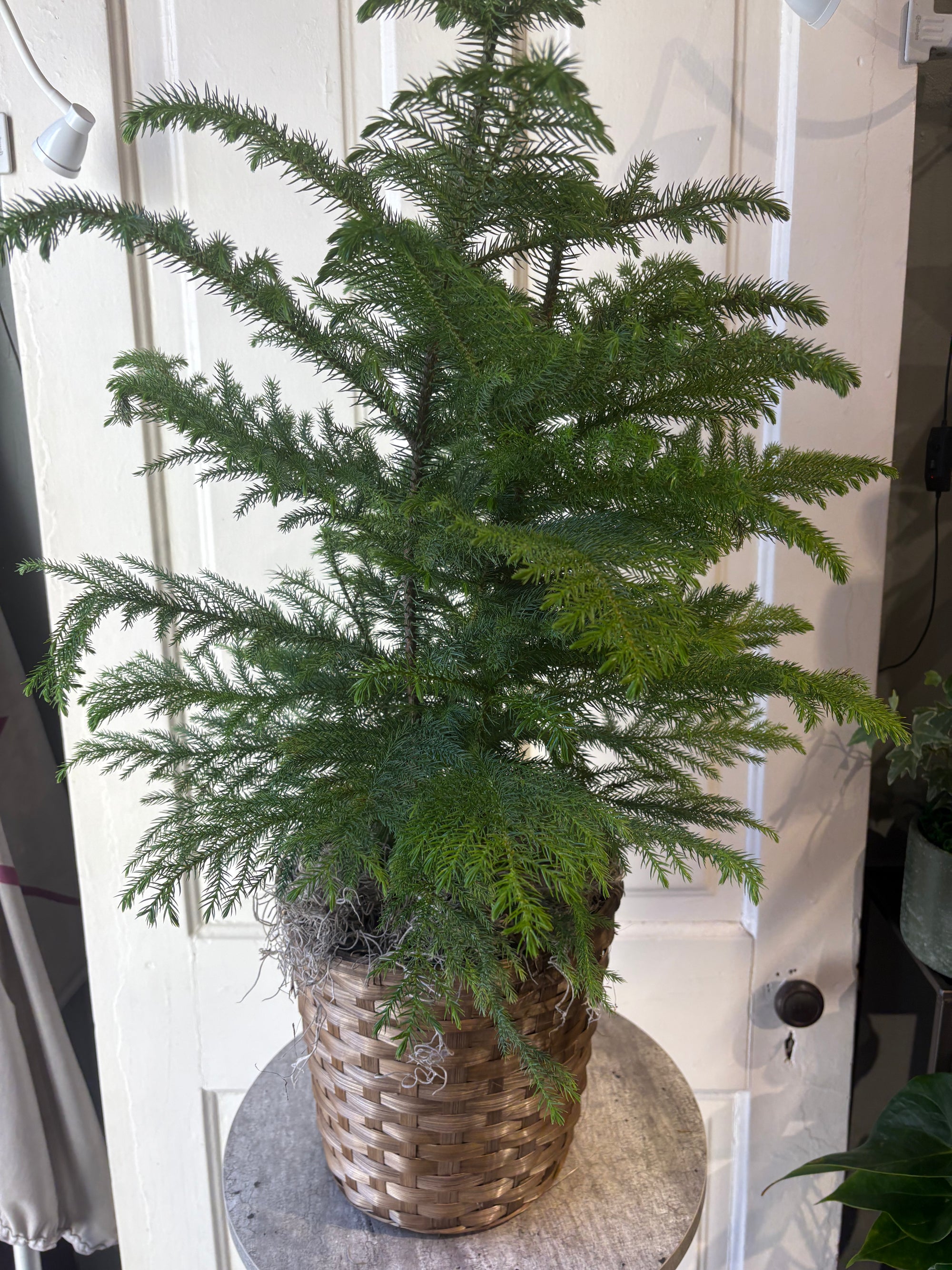 norfolk island pine