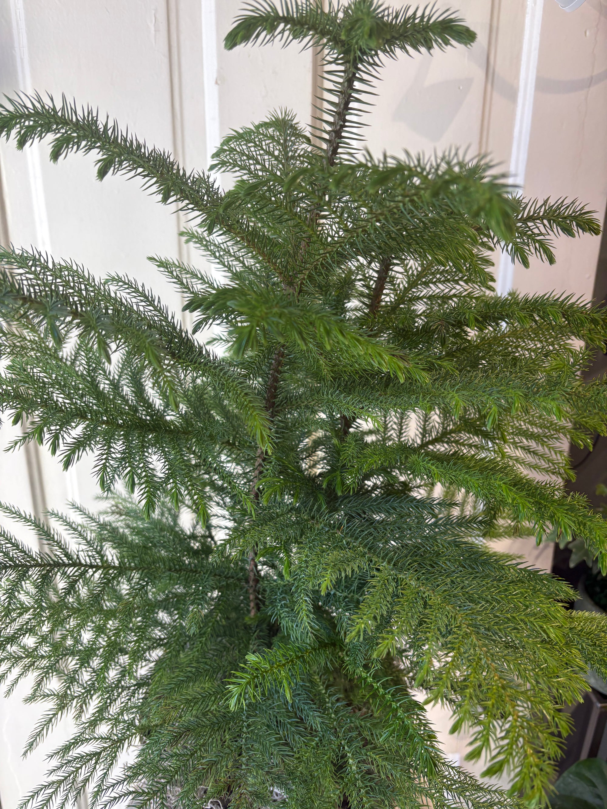 norfolk island pine