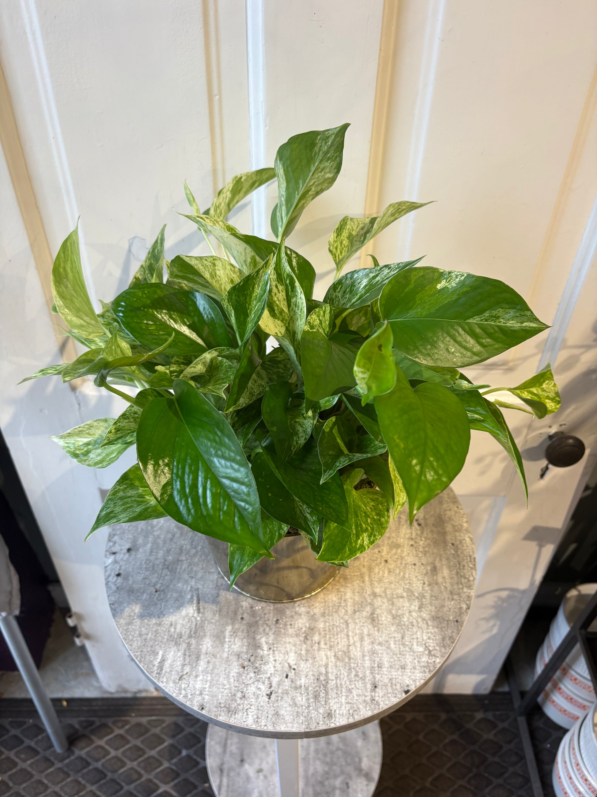 pothos vine marble queen