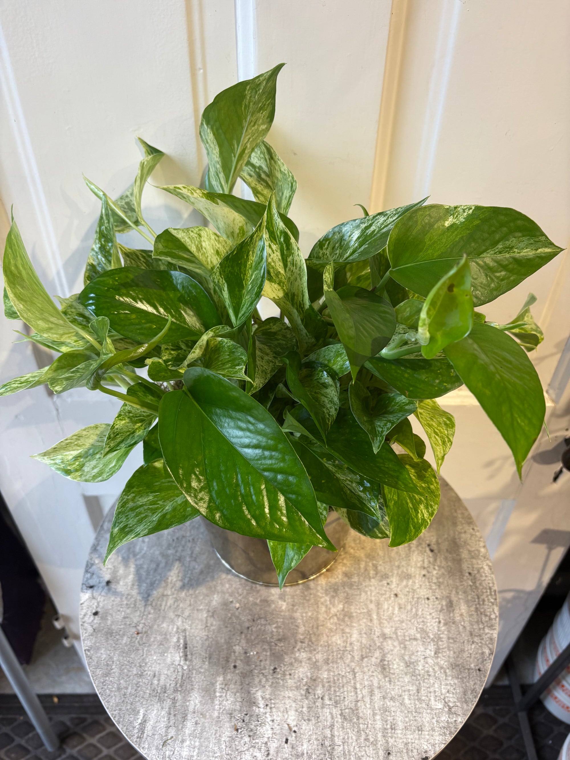 pothos vine marble queen