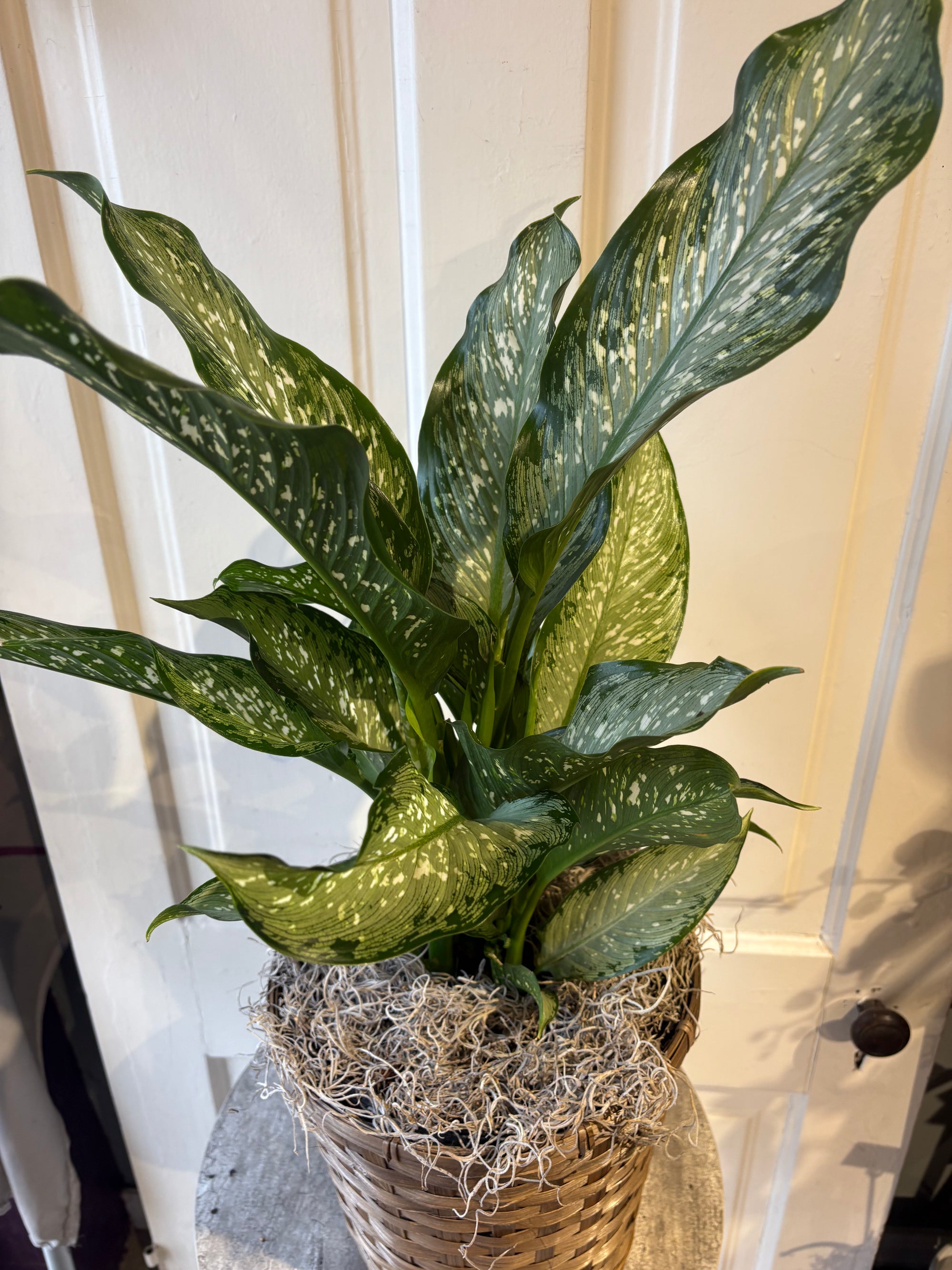 dieffenbachia