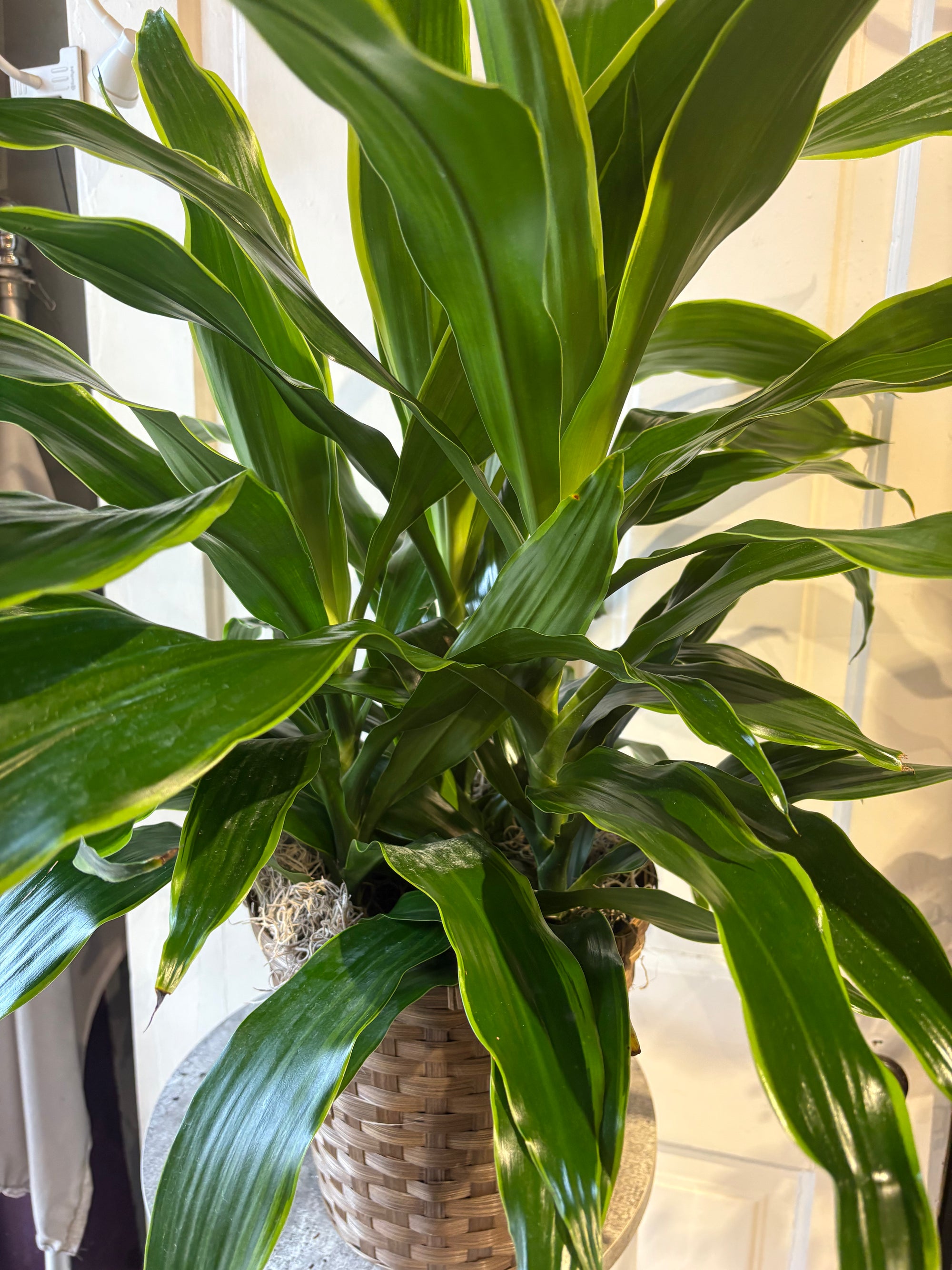 dracaena