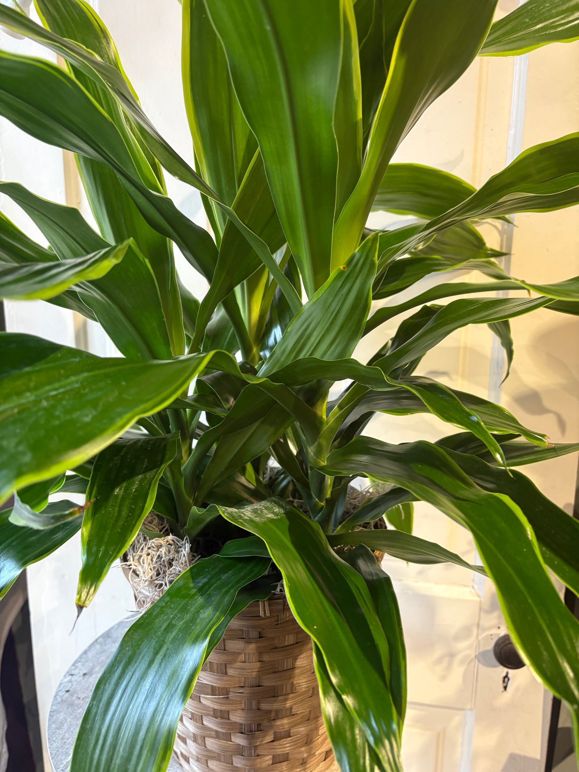 dracaena