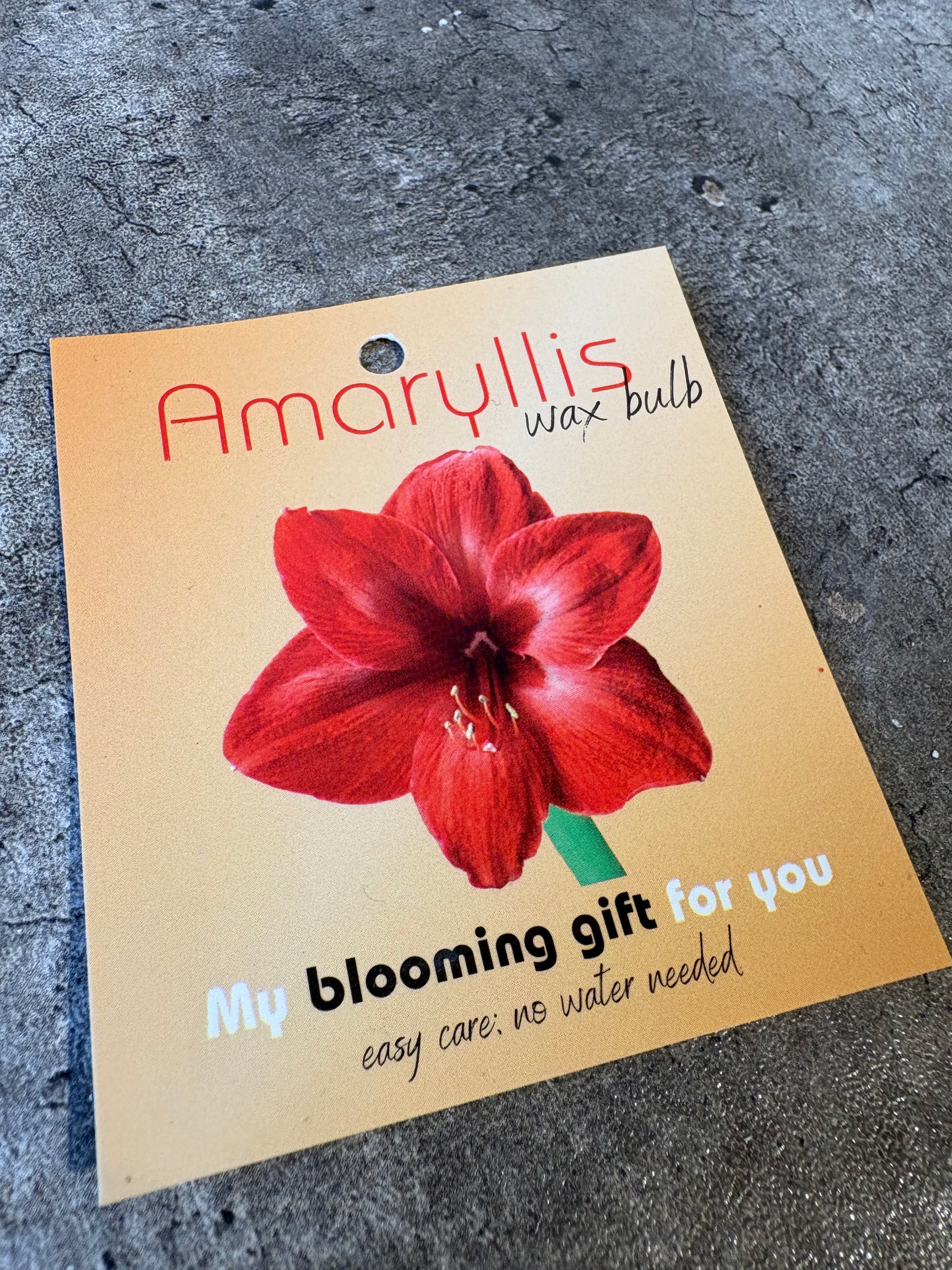 waxed amaryllis centerpiece