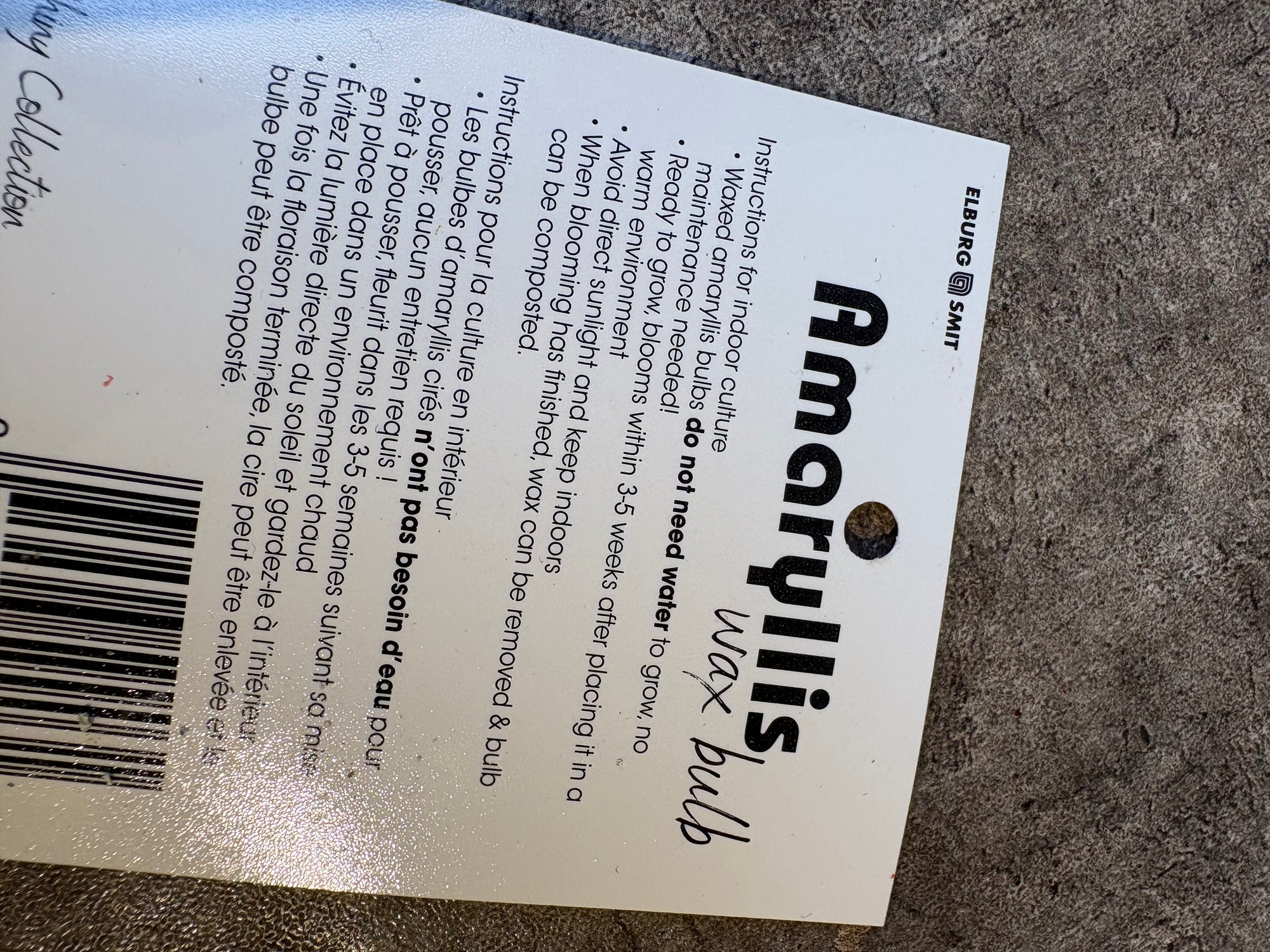 waxed amaryllis centerpiece