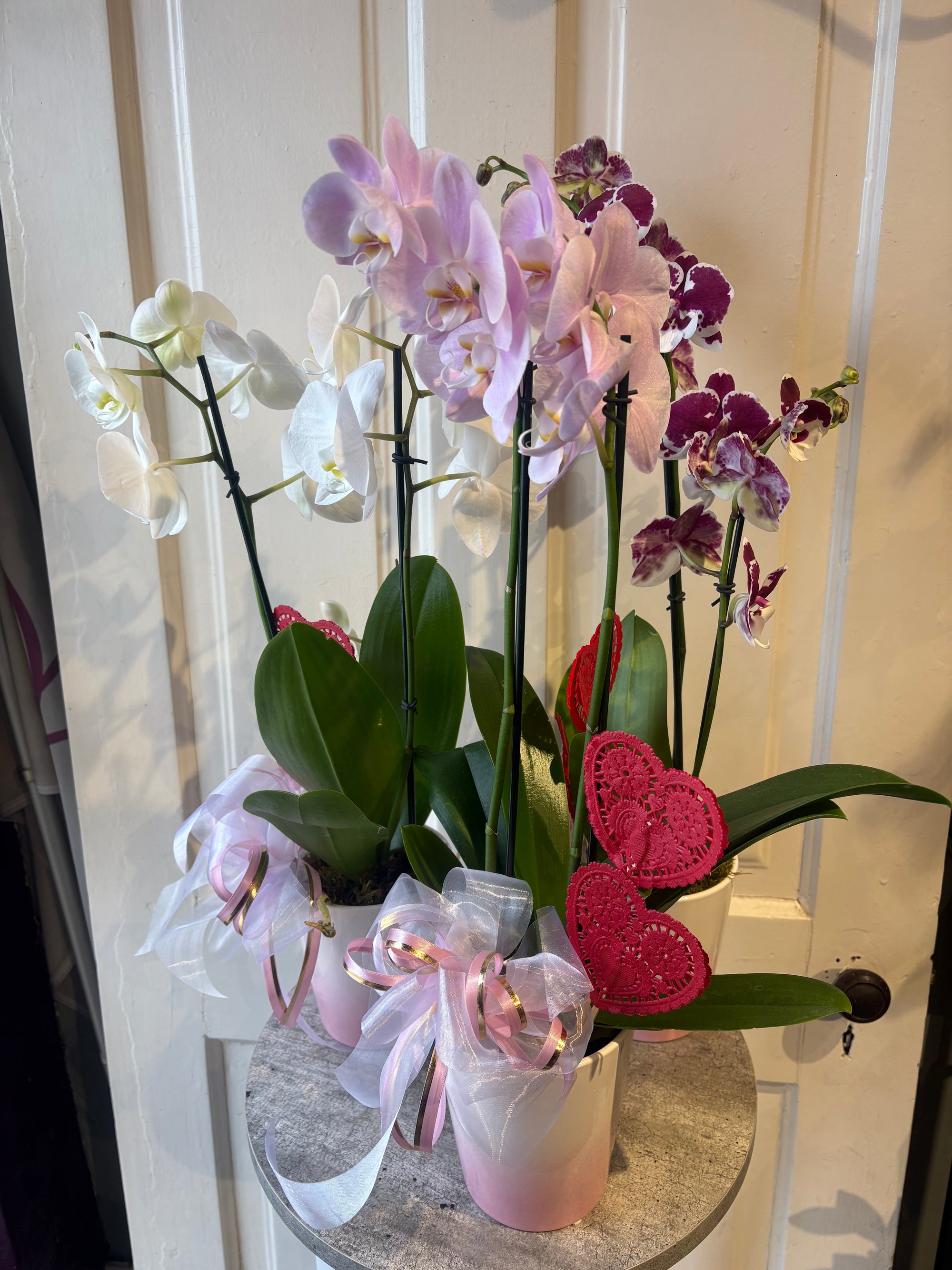 crazy in love orchid plant