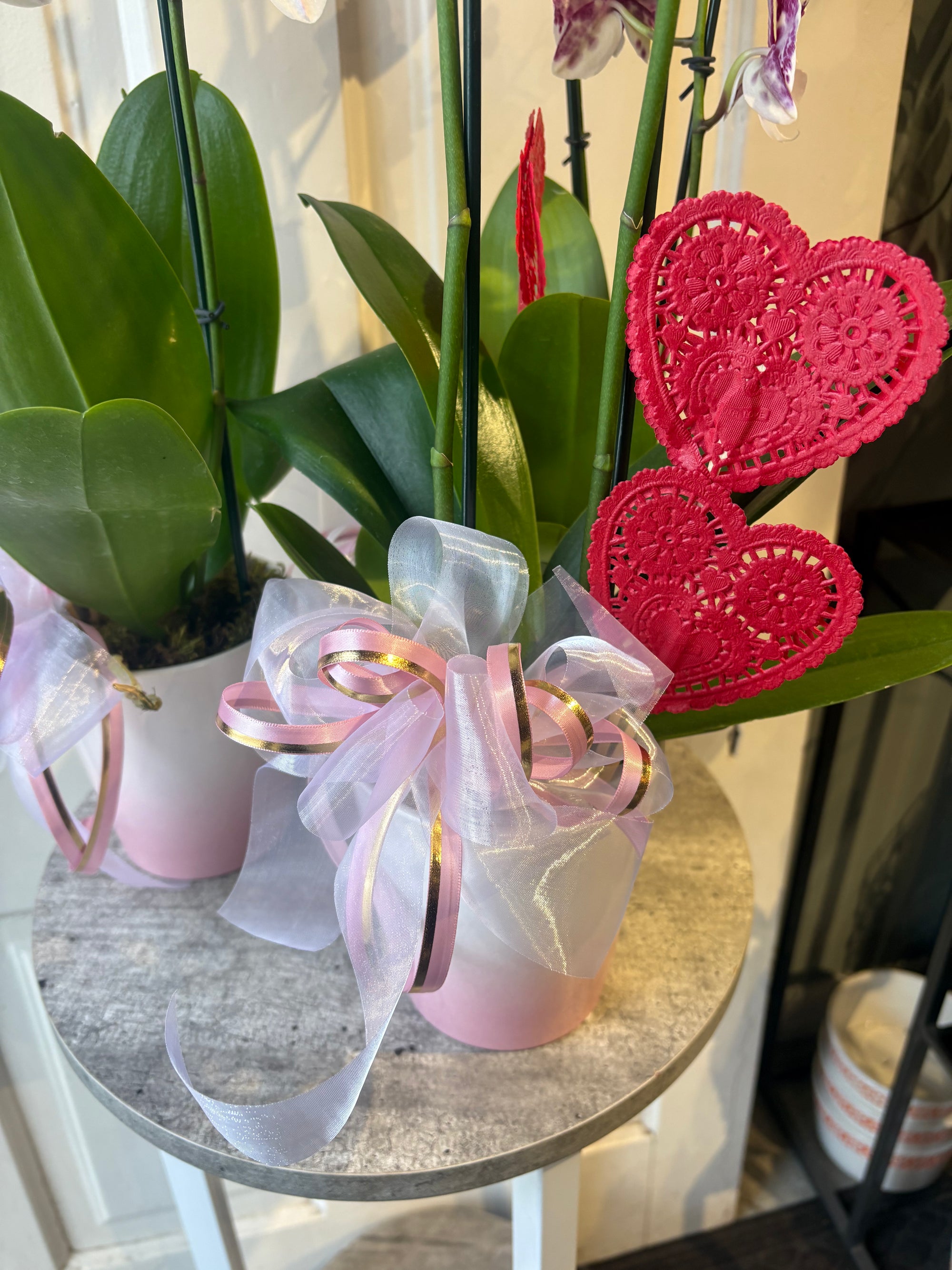 crazy in love orchid plant