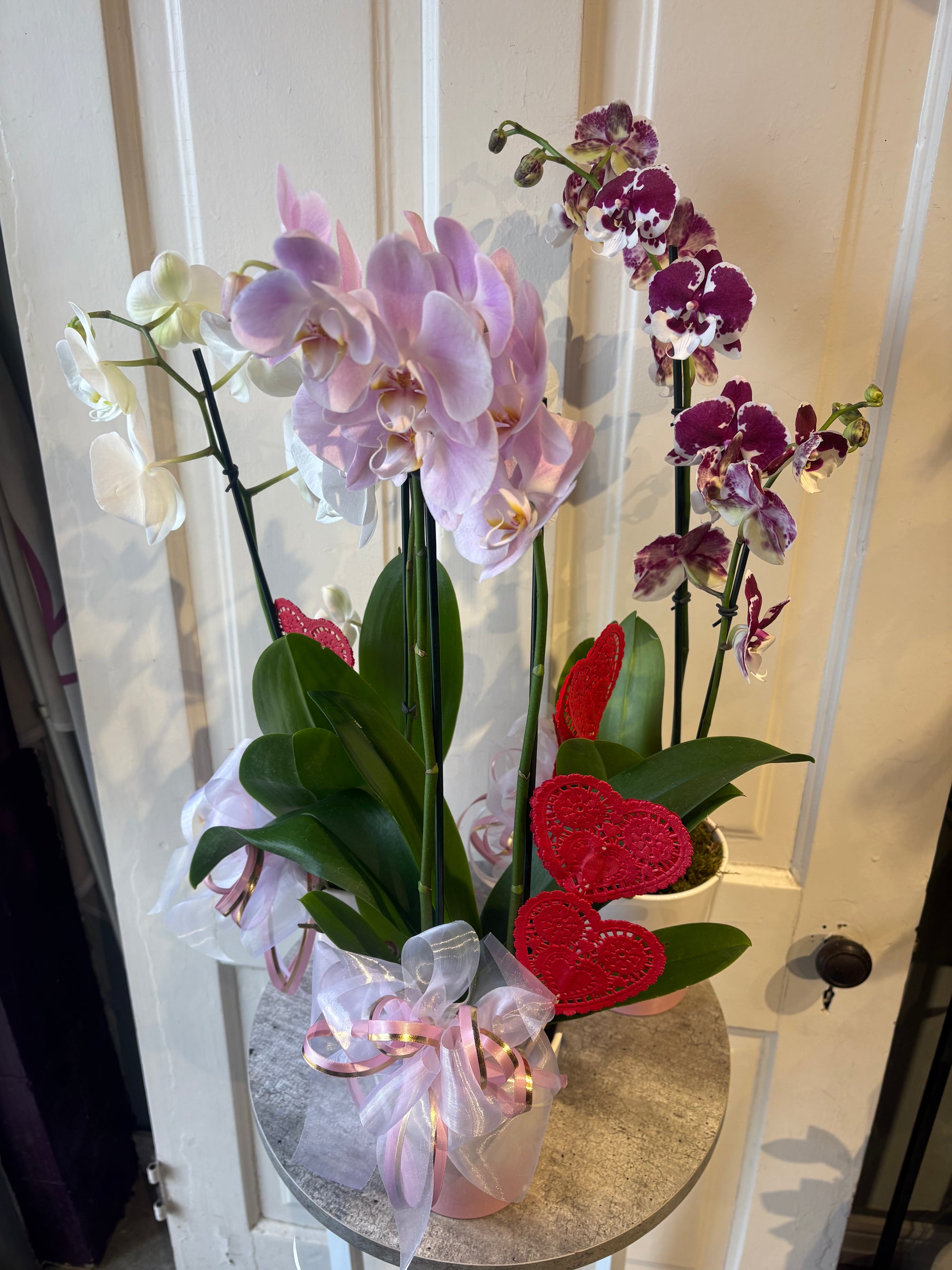 crazy in love orchid plant