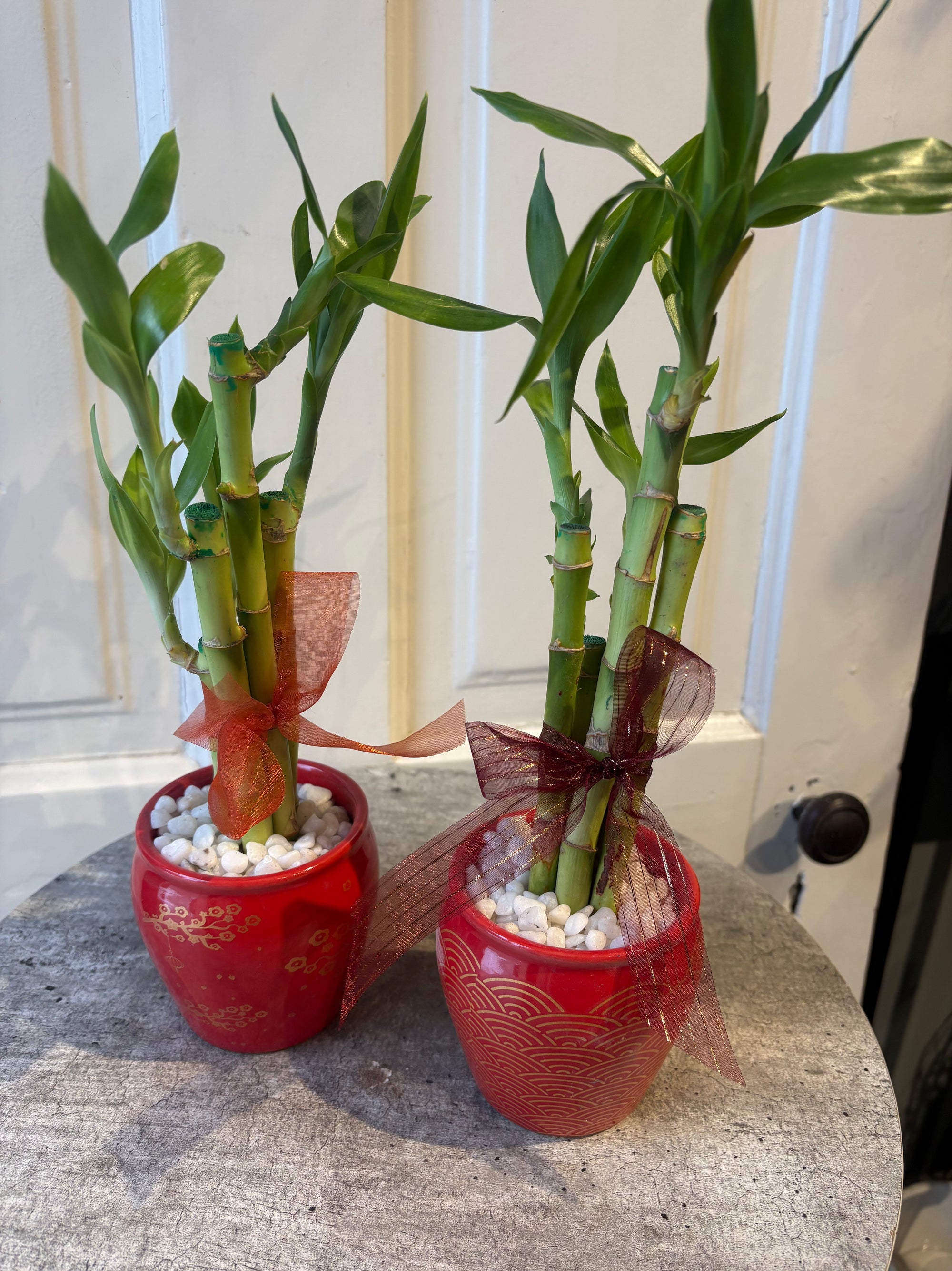 good luck plant duo