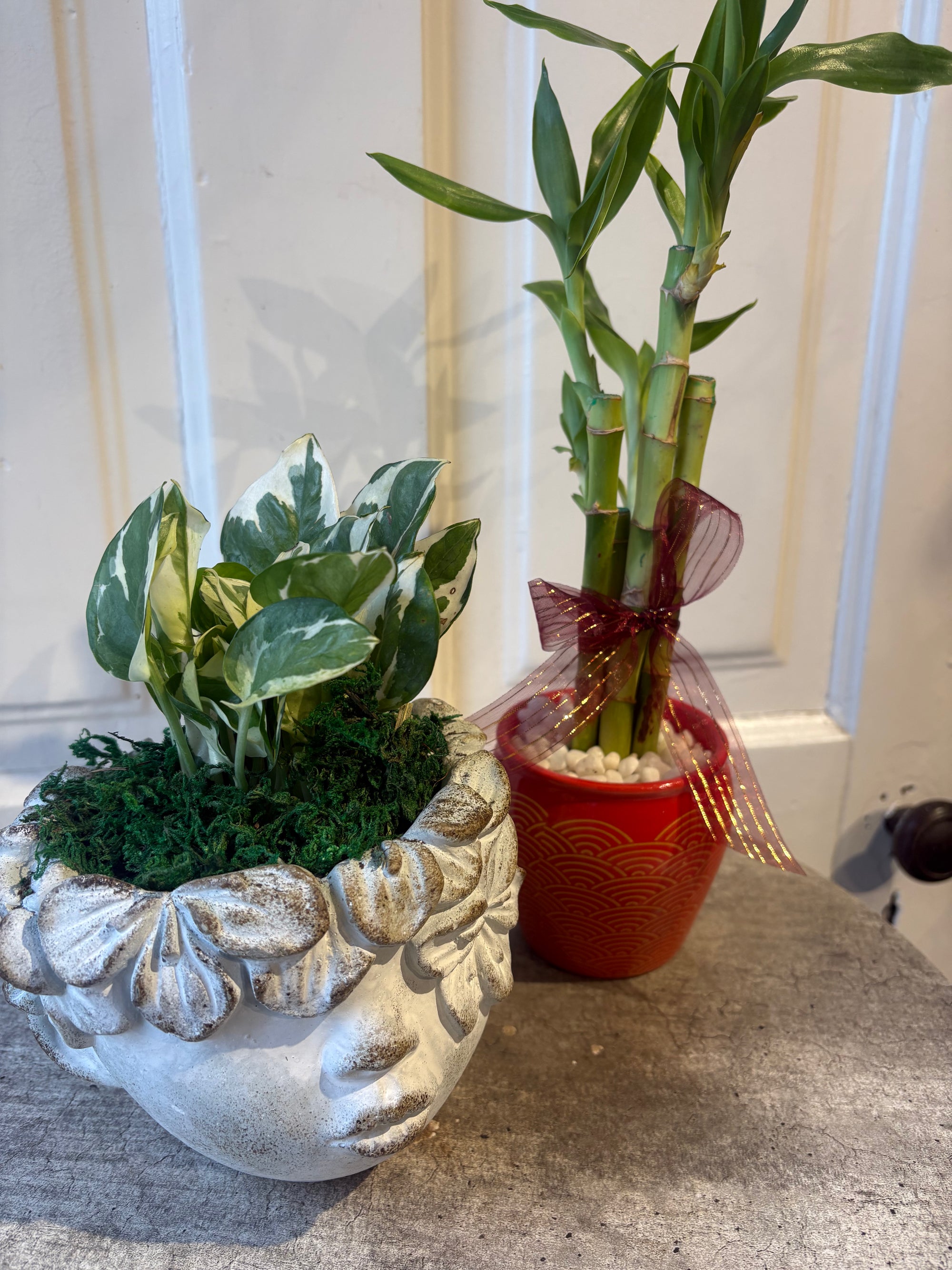 good luck plant duo