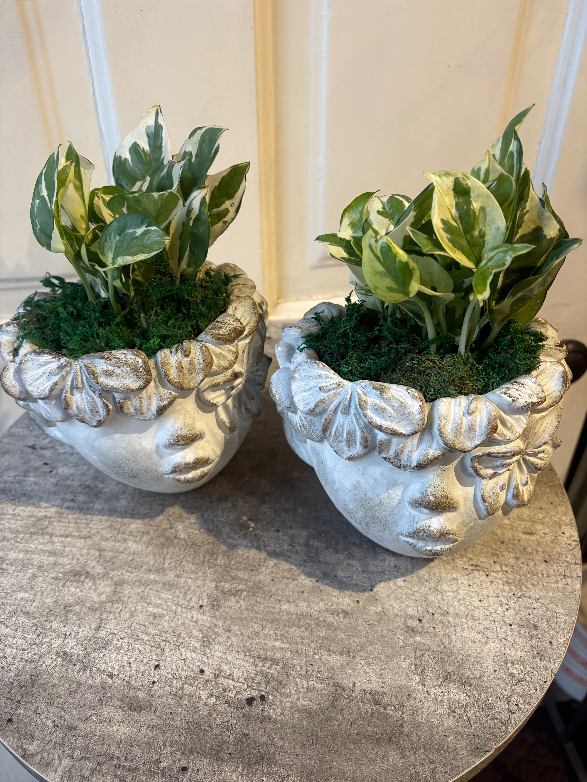 good luck plant duo