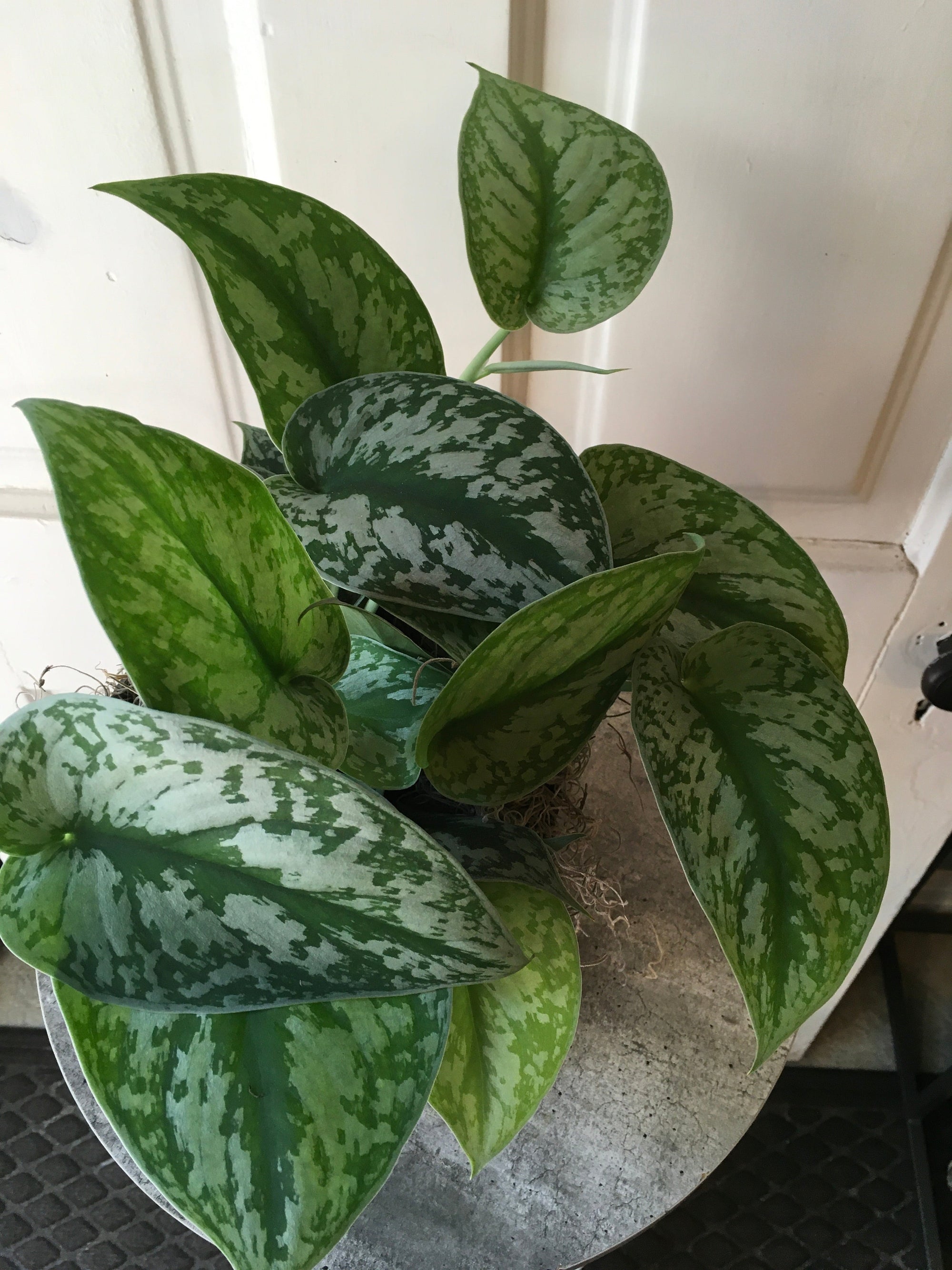 silver pothos