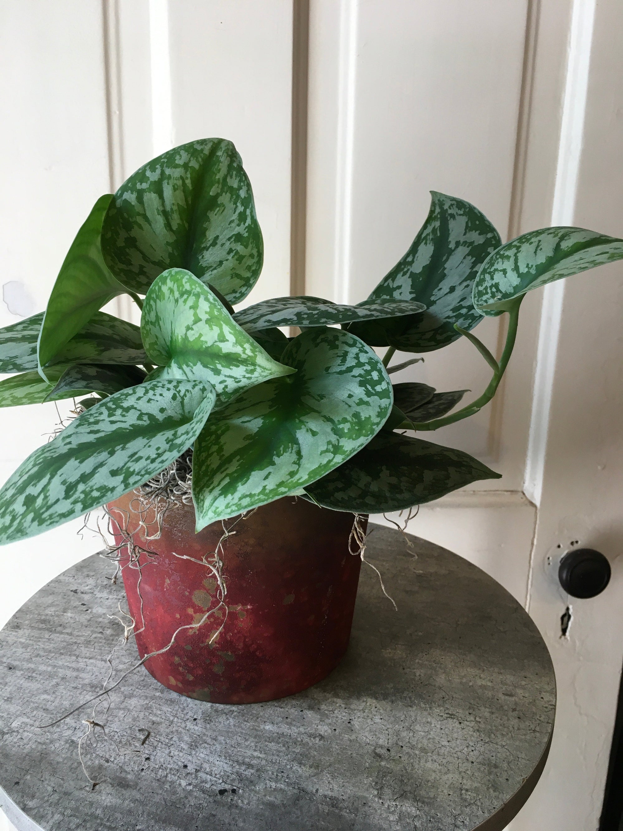 silver pothos