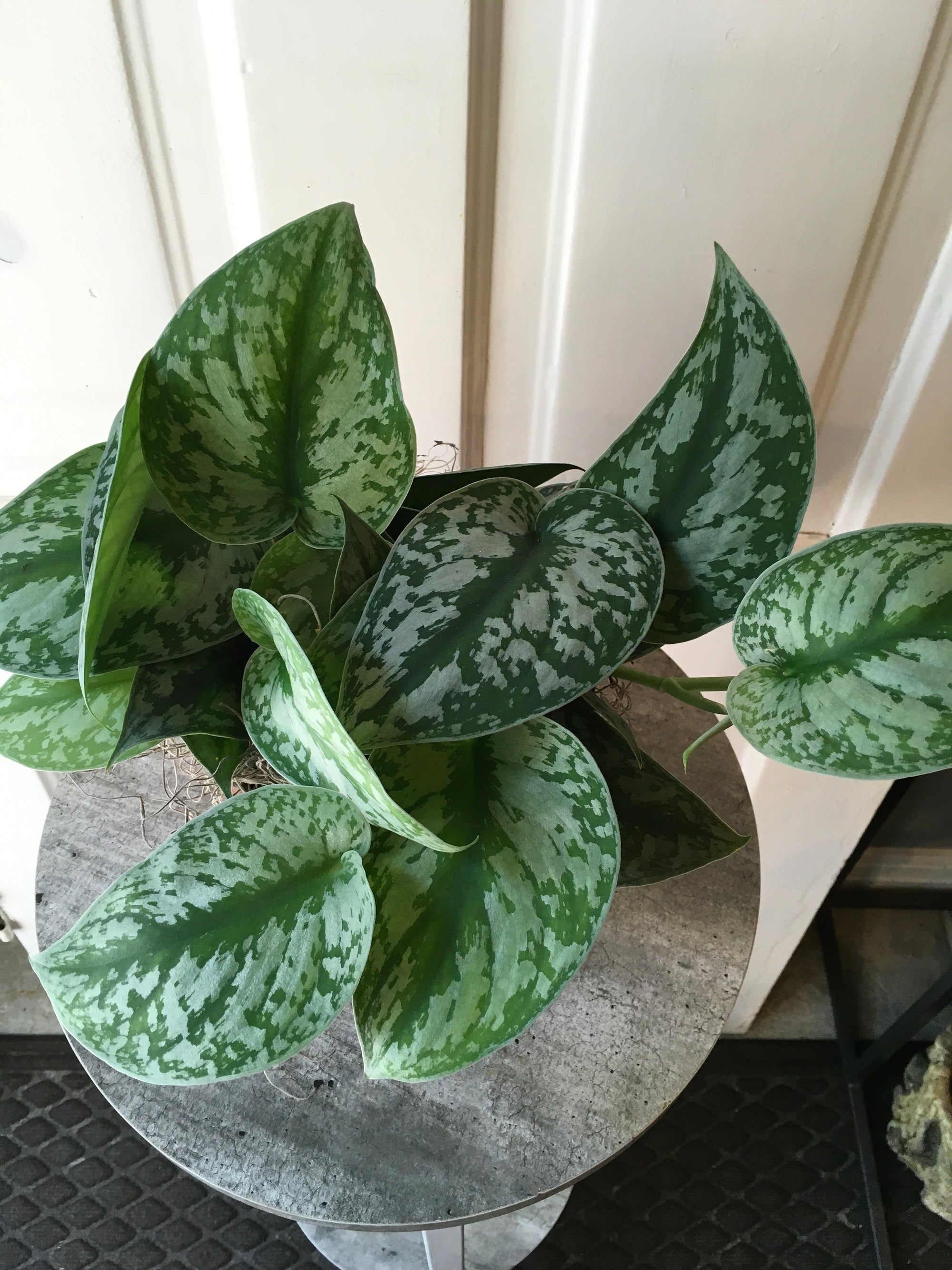 silver pothos