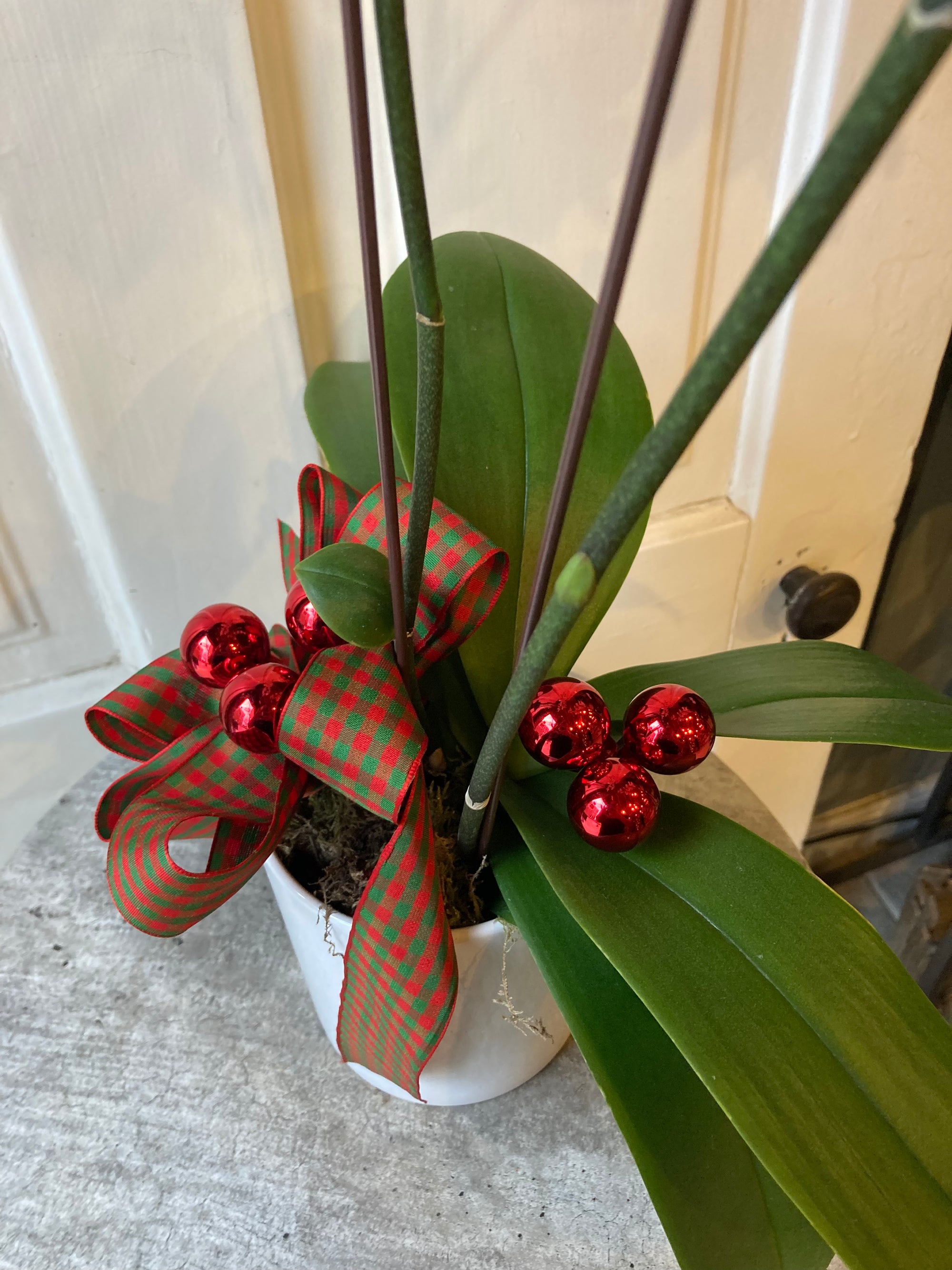 festive orchid