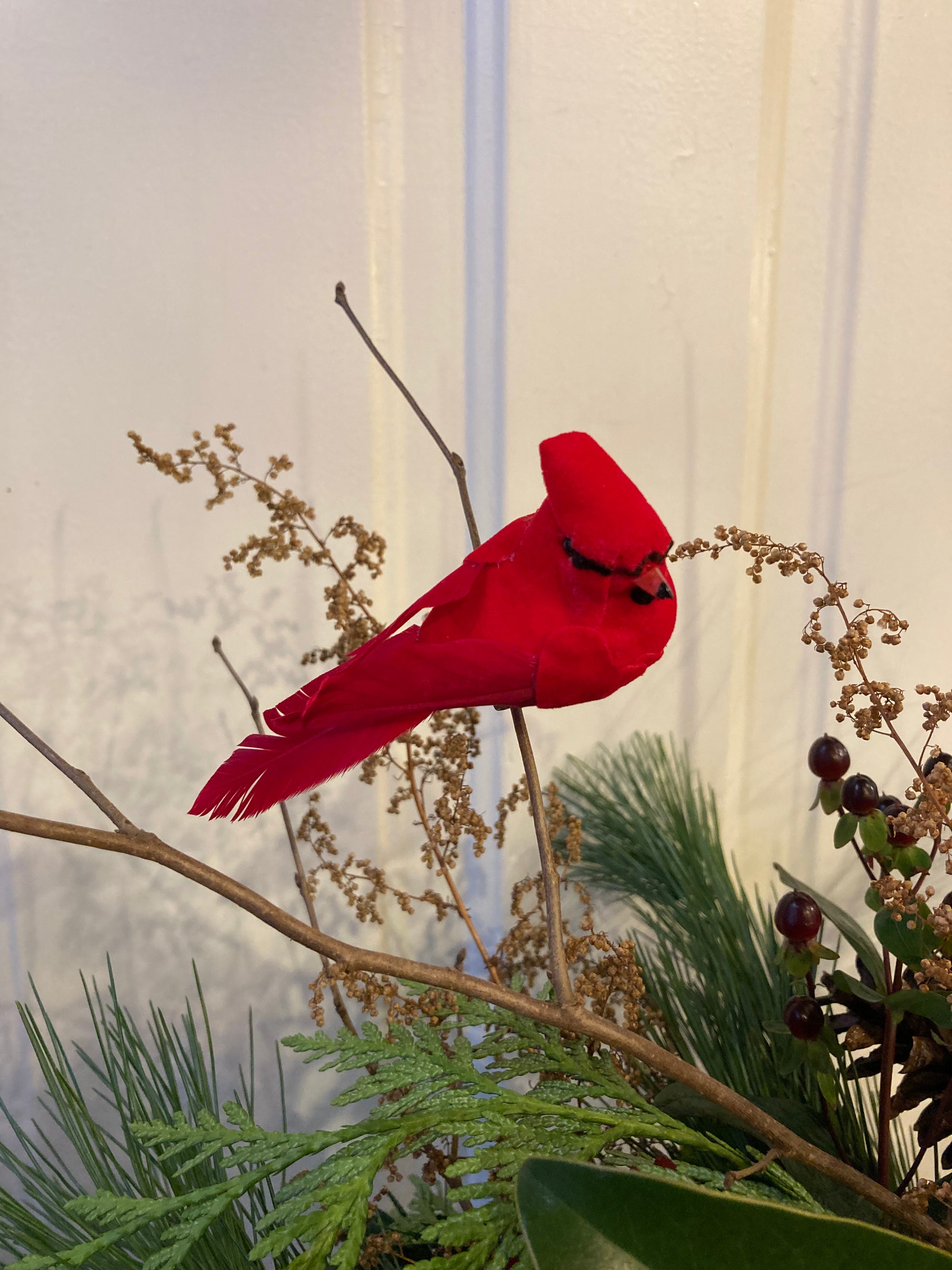 woodland cardinal